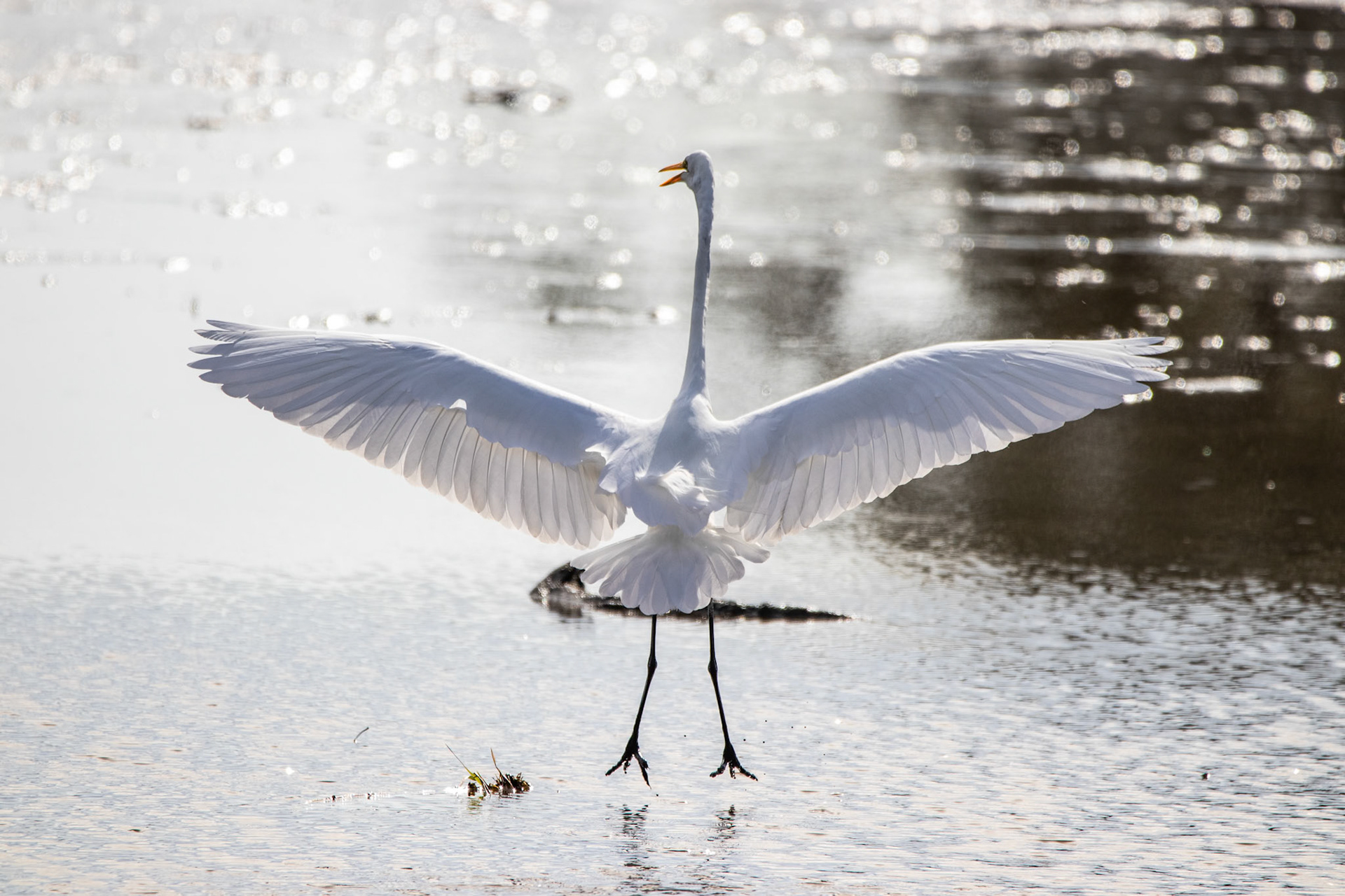 I was able to get this Great Egret landing in a shallow pond in South Carolina a few years ago. Very pretty birds.