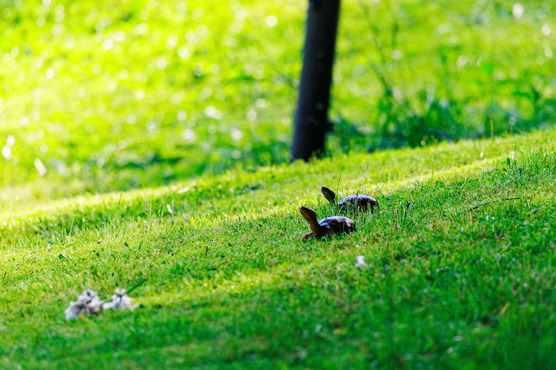 The day after a really heavy rain, we saw these two sunning in the grass a little way up the hill from our creek. We think they got washed down the creek with the rain and were getting some sun to start working their way back up the hill.