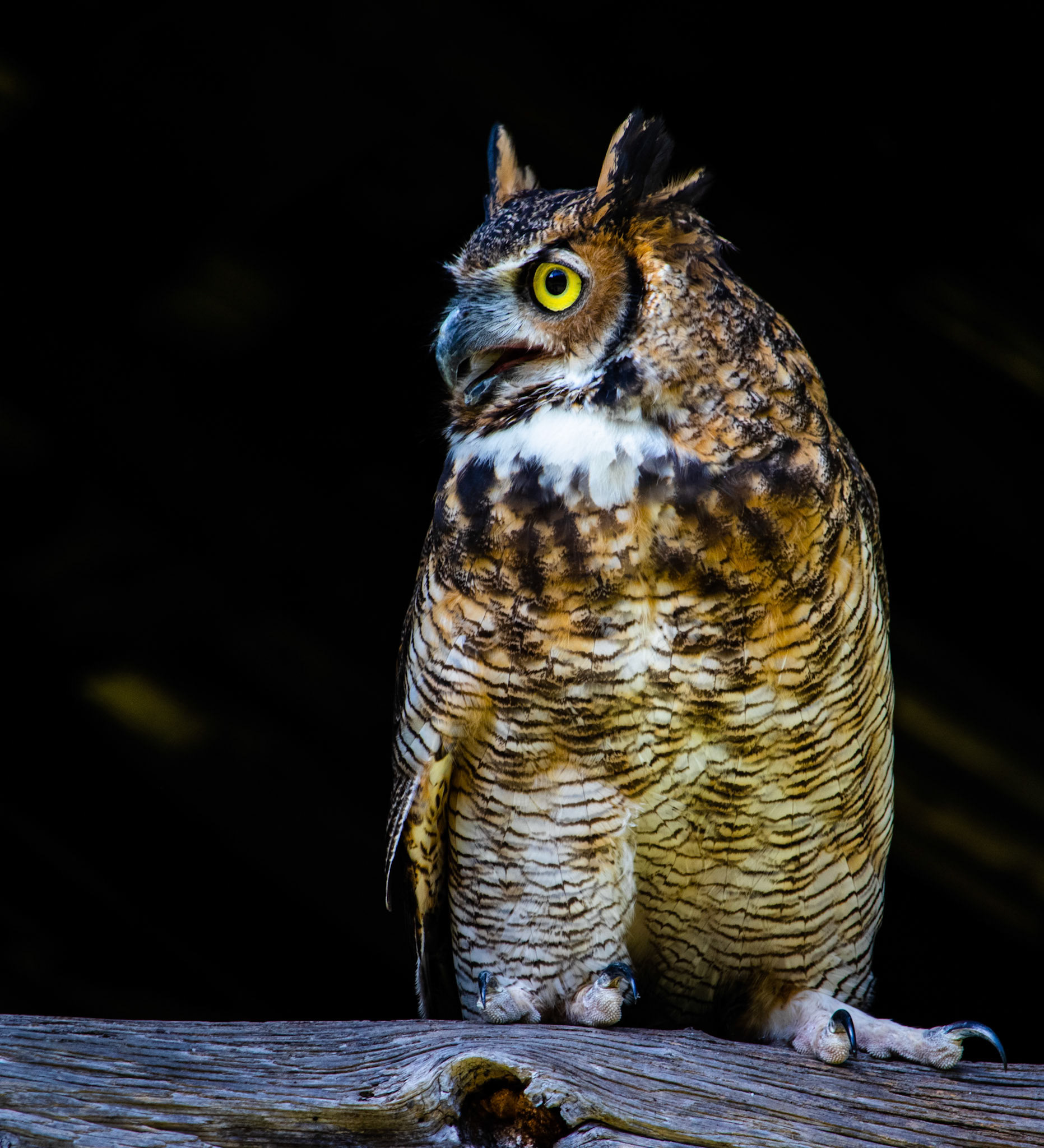 Hoolie the Great Horned Owl from a Three Rivers Avian Center photography workshop in October 2022. She's such a beautiful bird.
