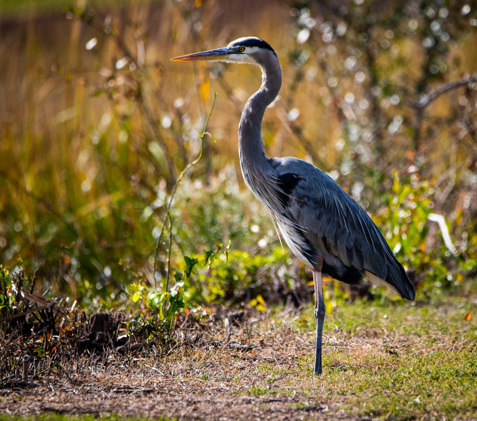 We saw this Great Blue Heron in South Carolina looking over a pond for some food. It stayed perched like this for several minutes.