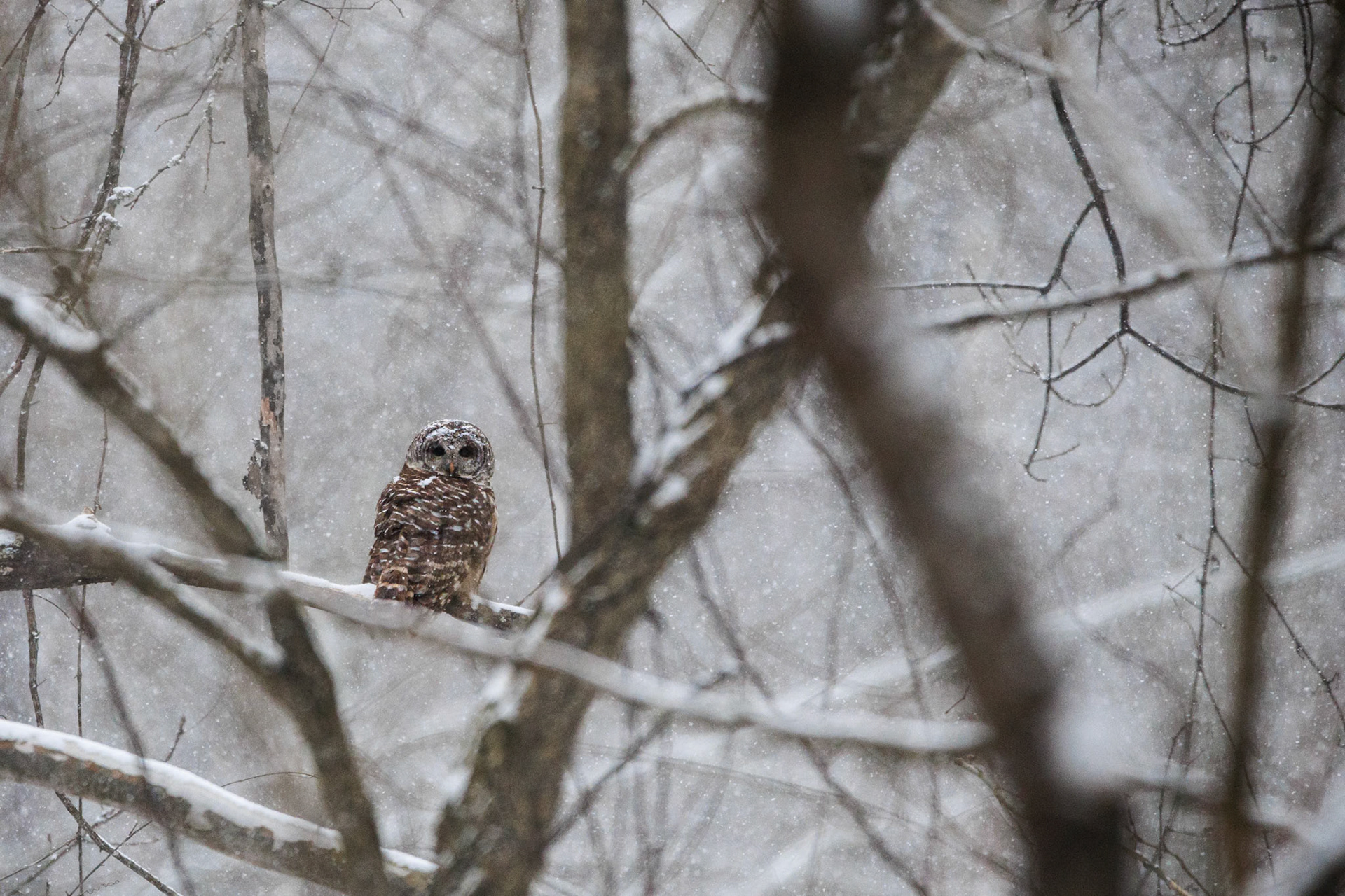 My first wild owl! We'd heard this Barred Owl behind our house for months, but this snowstorm brought it out for me to grab a couple shots of. Super happy with these shots.