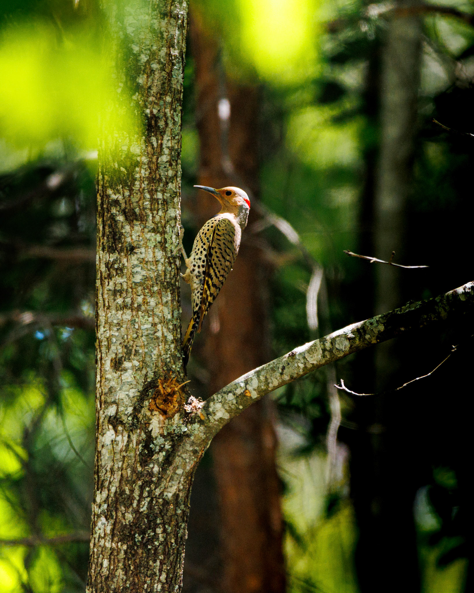 Northern Flicker in a tree at Chestnut Ridge Winery in Spencer, WV.