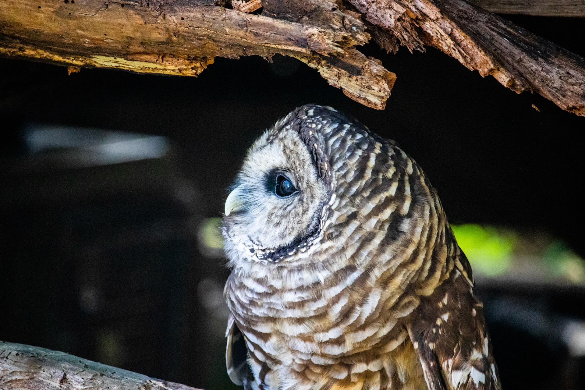 Riffle the Barred Owl from Three Rivers Avian Center. I was really happy with how this one turned out.