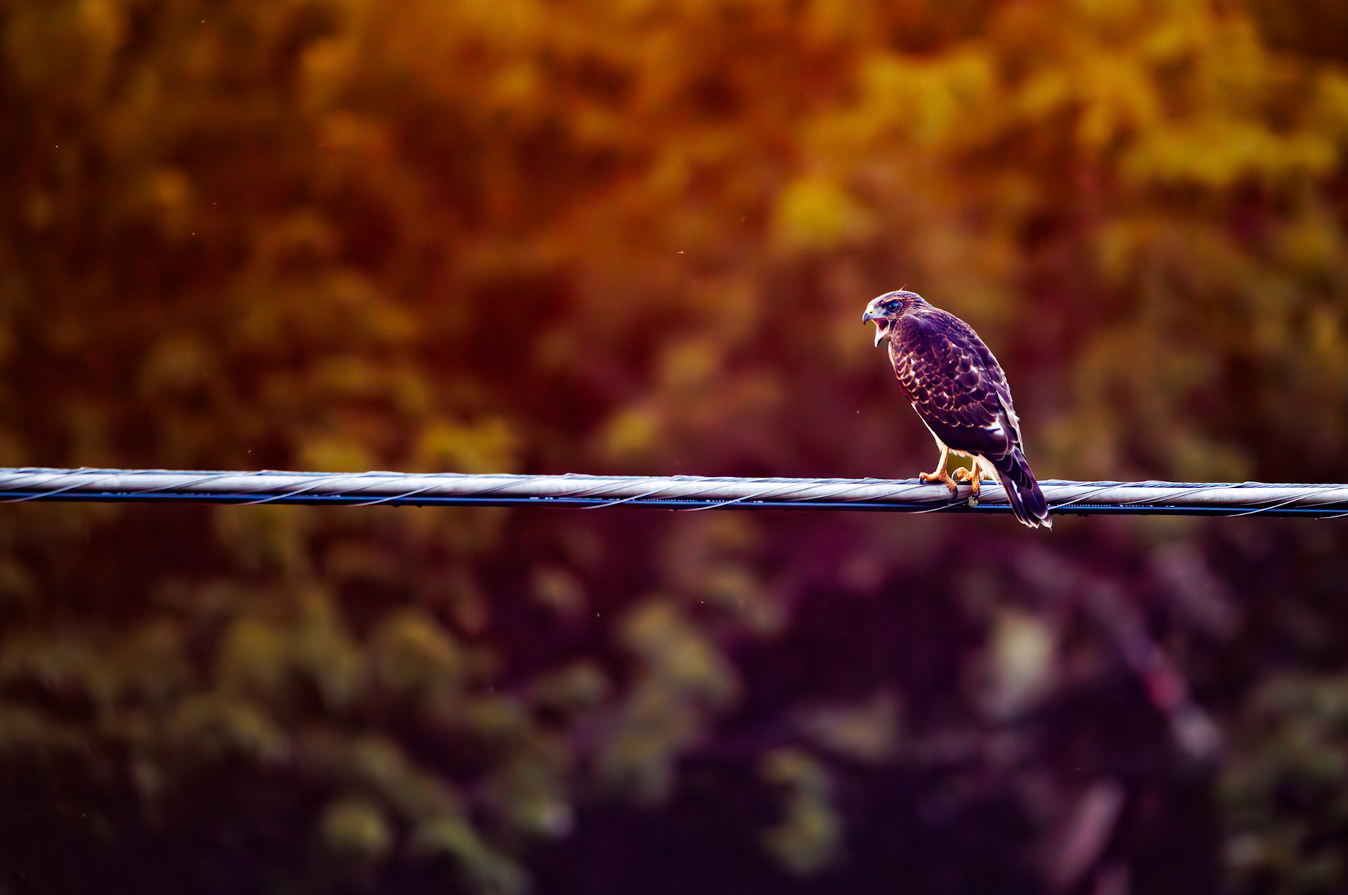 I'm surprised I was able to salvage this picture. This is a Broad-Winged Hawk, and it was a very hot day when I saw it. My lens fogged up really badly, but I was able to bring it back I think. Super neat birds, there were two of them calling back and forth to each other all day long.
