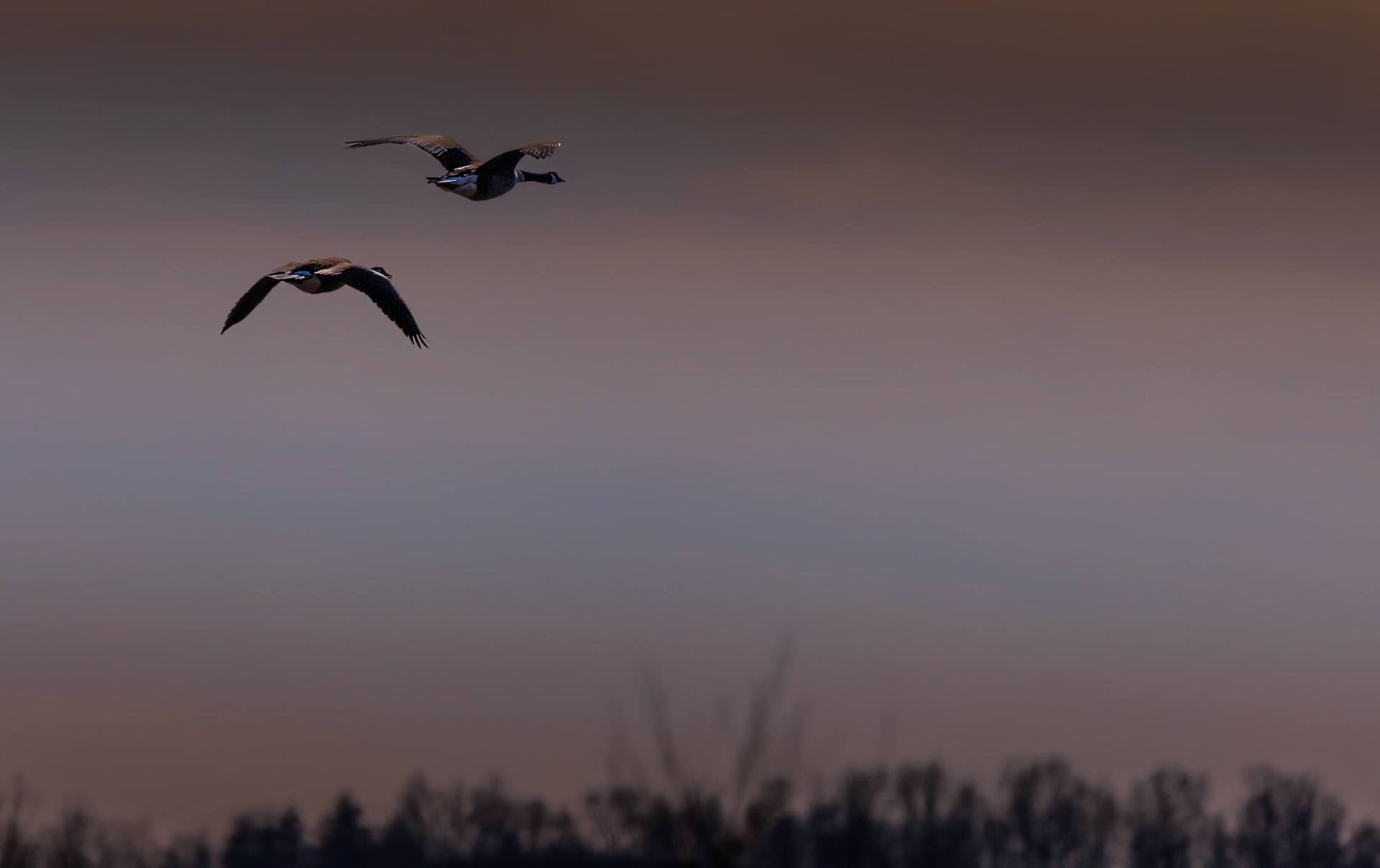 These Canada Geese were at the Green Bottom Wildlife Management Area near Lesage, WV. They walked around the little lake there for quite a while before taking off.