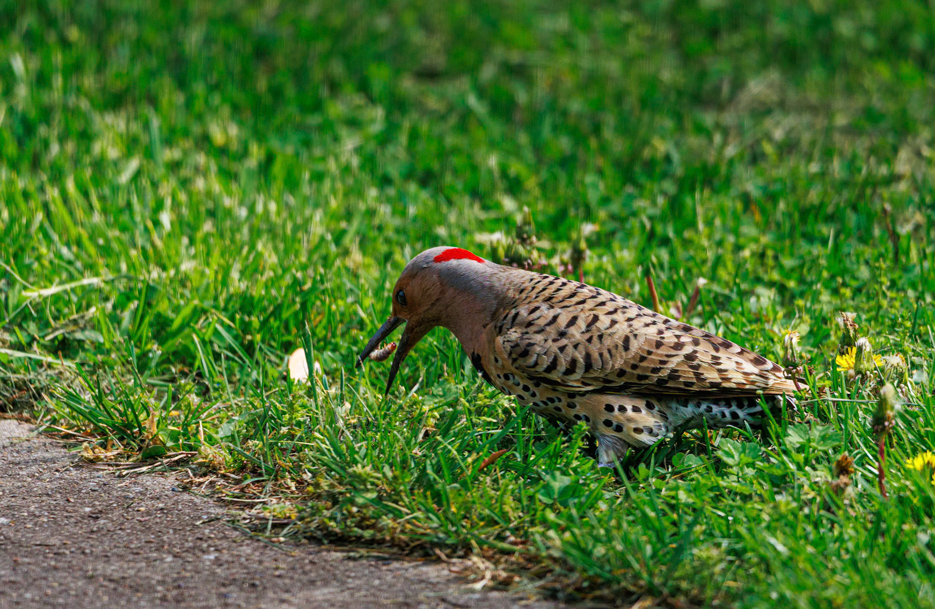 This Northern Flicker was having a great day walking around our yard and finding all kinds of grubs.