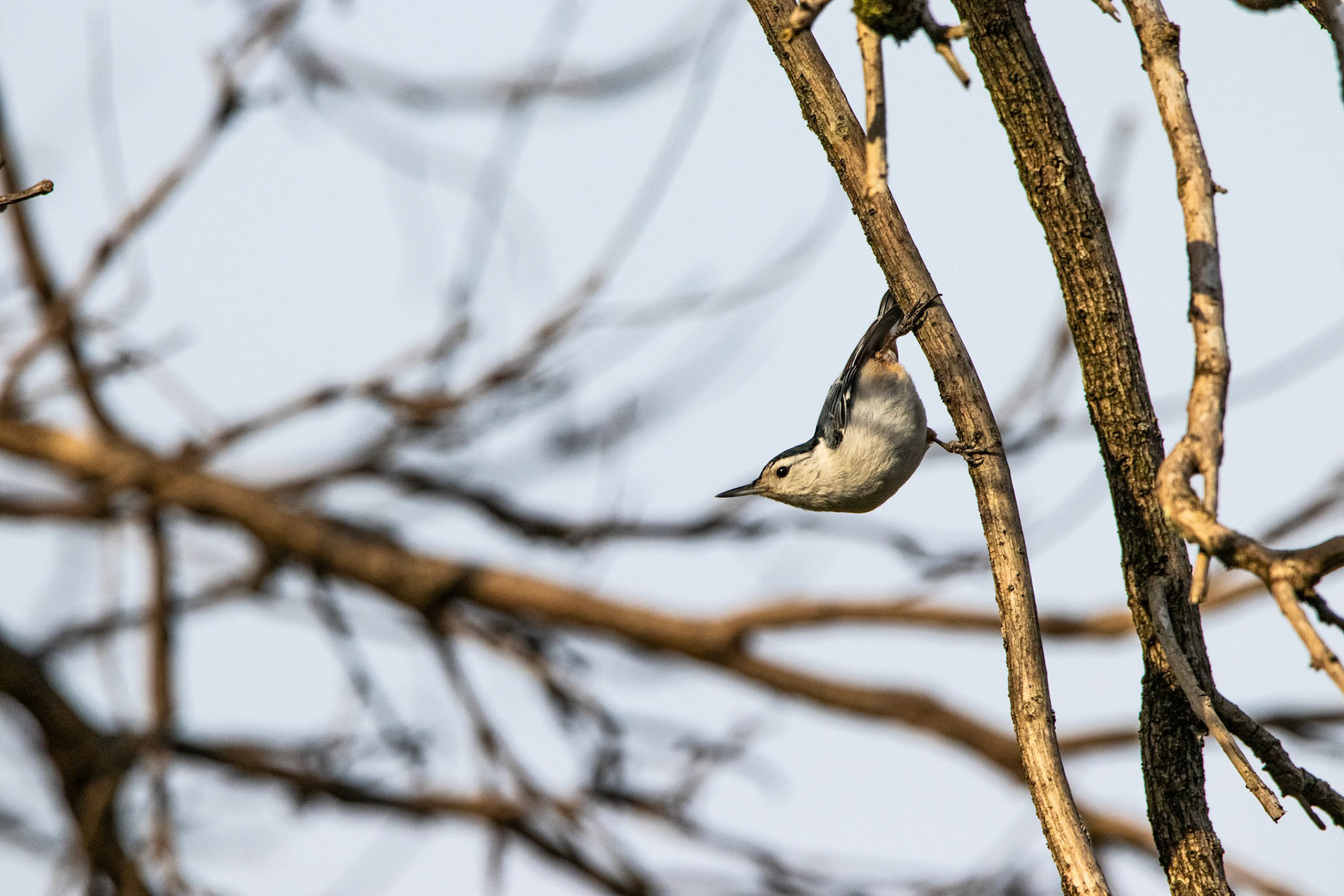 Another of our Nuthatch. The way they point like this is so interesting.