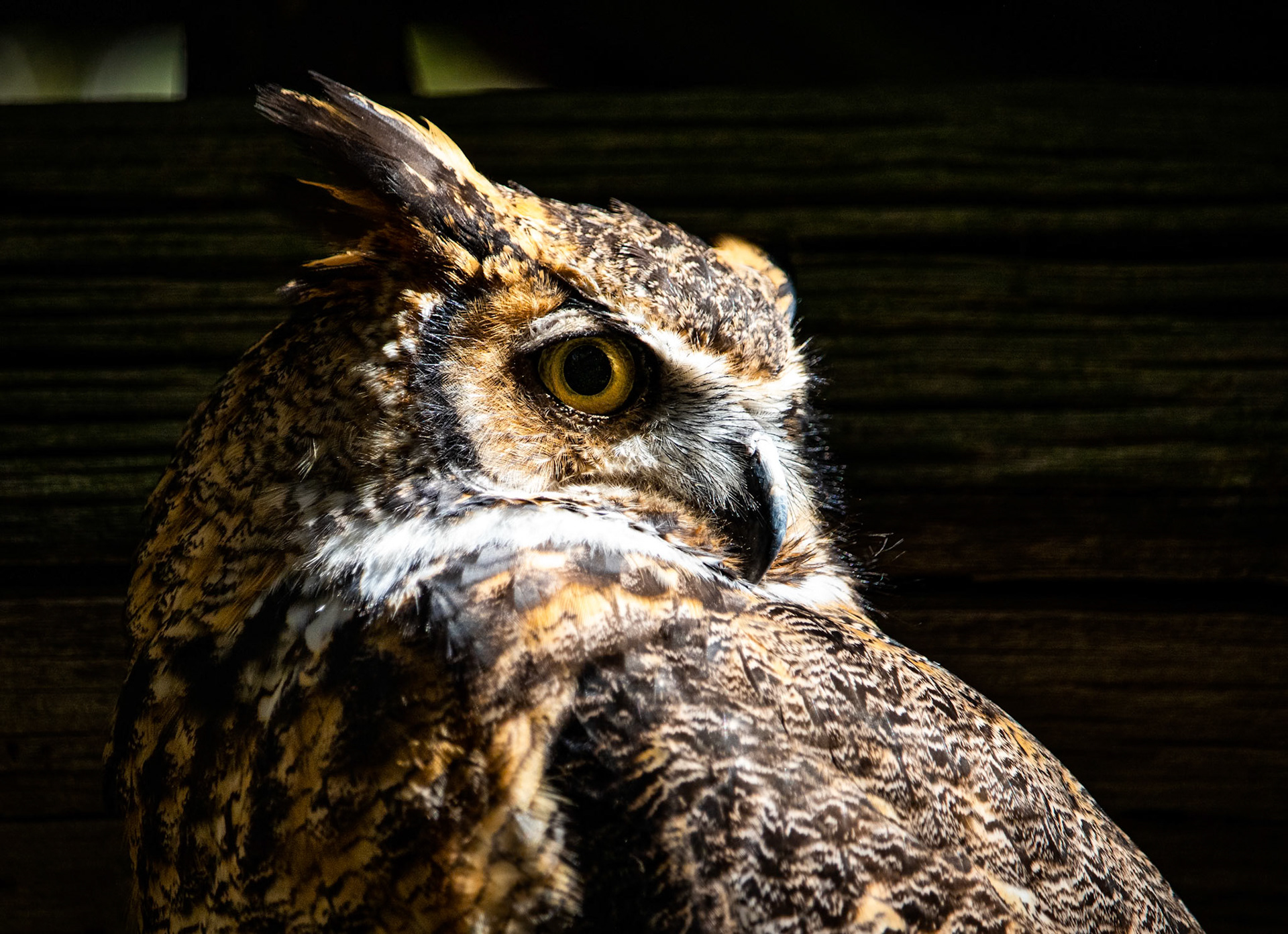 Hoolie from Three Rivers Avian Center. Love how detailed this one turned out with the little feathers around her face
