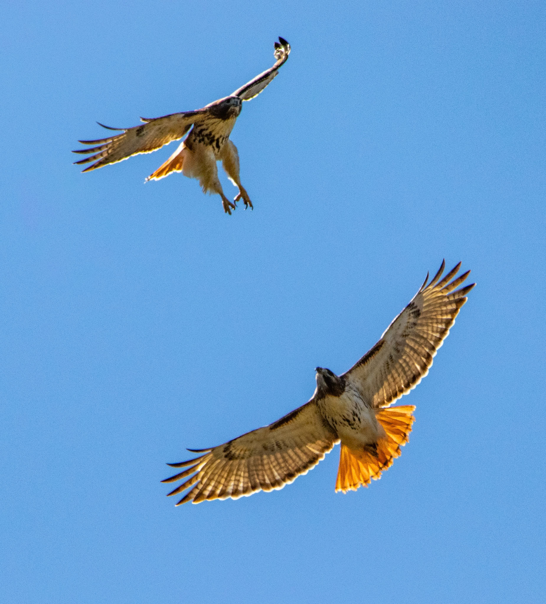I couldn't believe I was able to get these shots. These two were circling around each other for just a minute or two and came close enough to each other to capture them in the same frame. I'm not sure, but I assume the one with it's legs down is maybe a juvenile that isn't as used to flying.