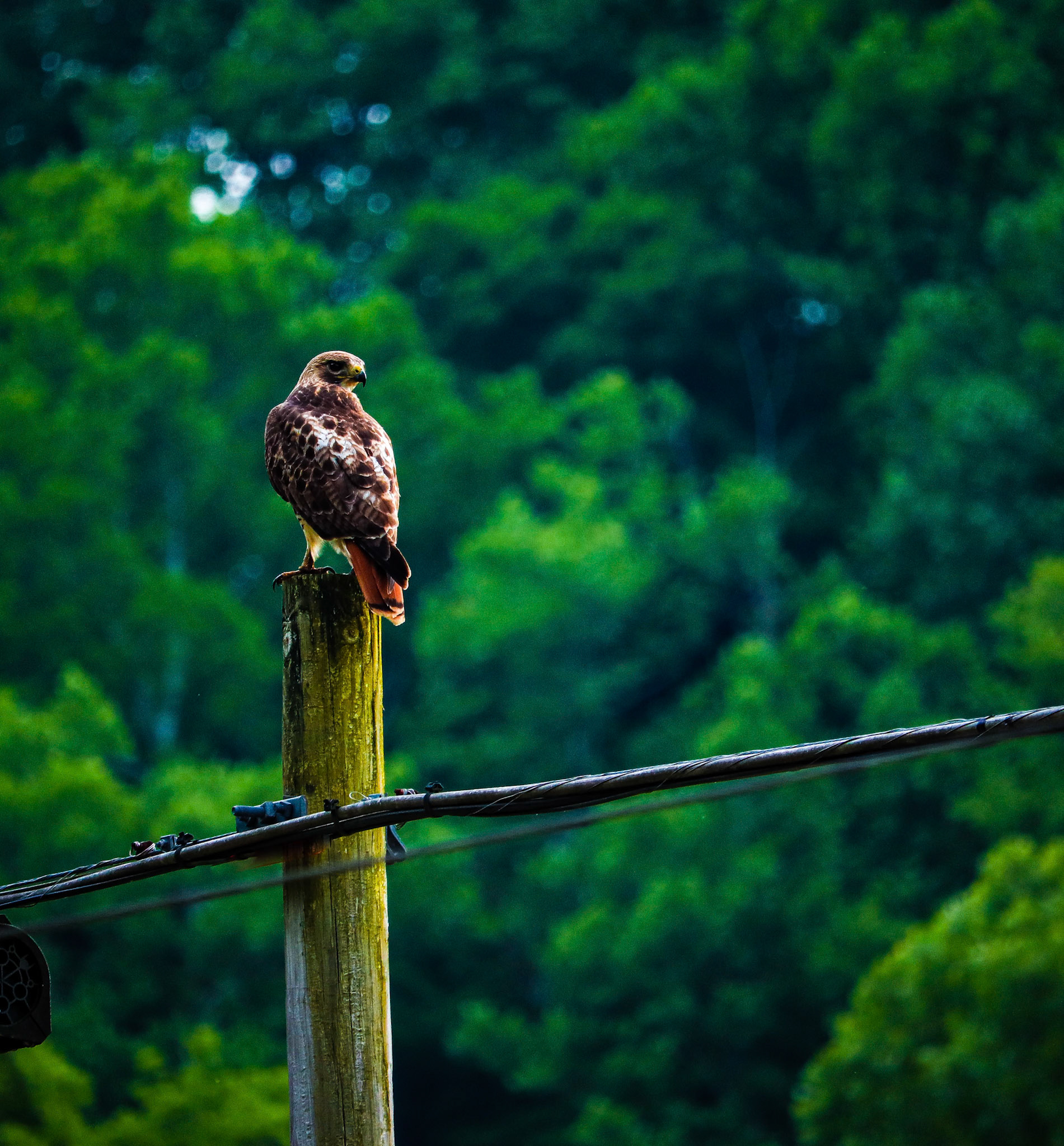 Red Tailed Hawk, one of the first bird pictures I was actually proud of. This hawk or its children still hang around in the area.