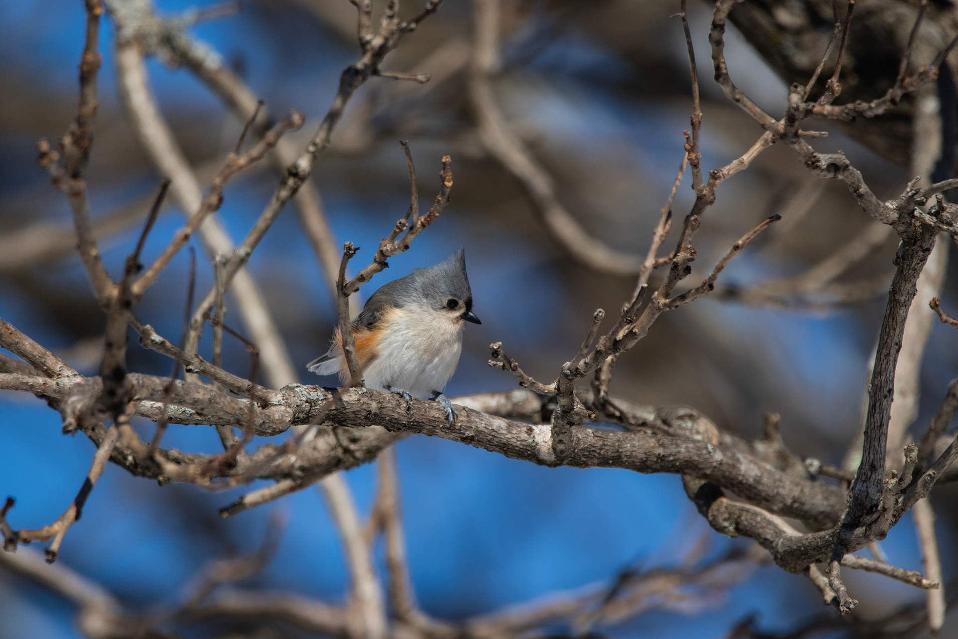 Cute little Tufted Titmouse all puffed up in the cold weather