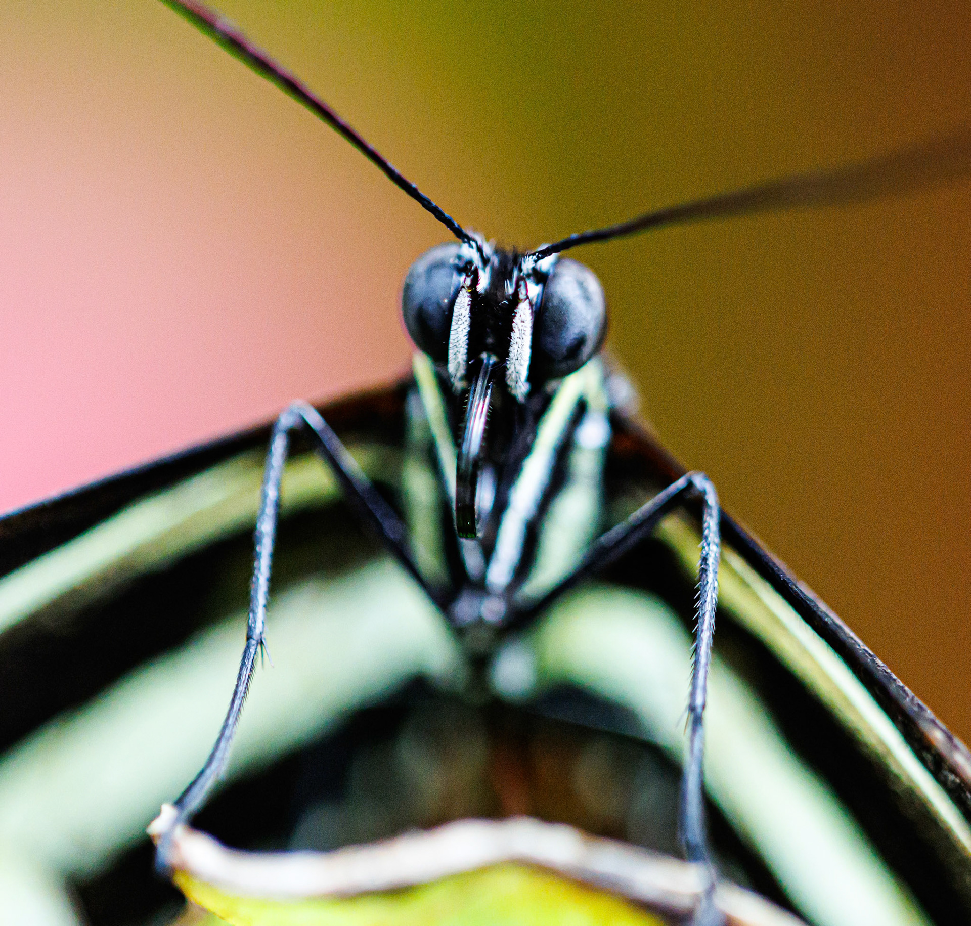 Franklin Park Conservatory Blooms and Butterflies exhibit, 2025