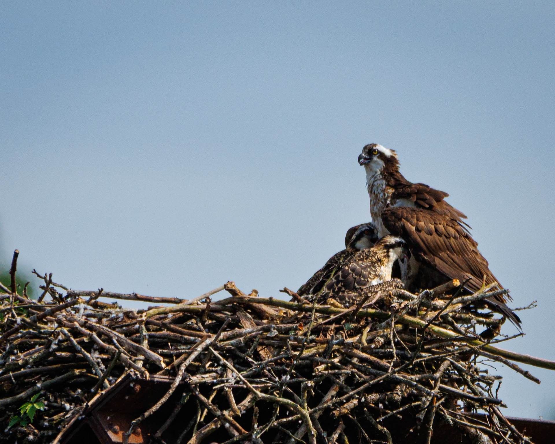 Osprey on the rail bridge at Gauley Bridge with two babies!