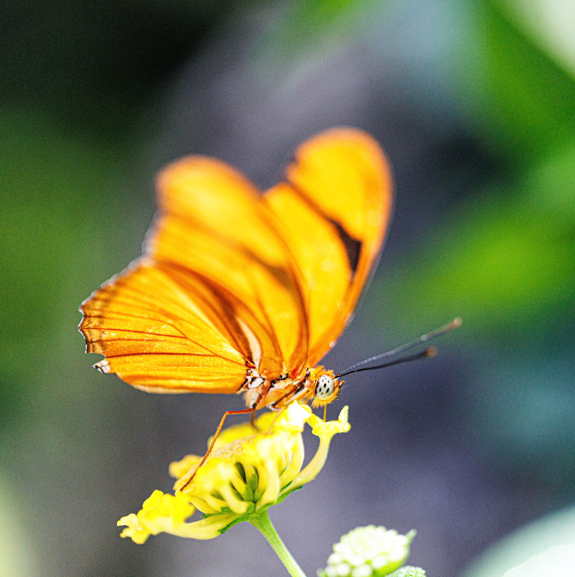 Franklin Park Conservatory Blooms and Butterflies exhibit, 2025