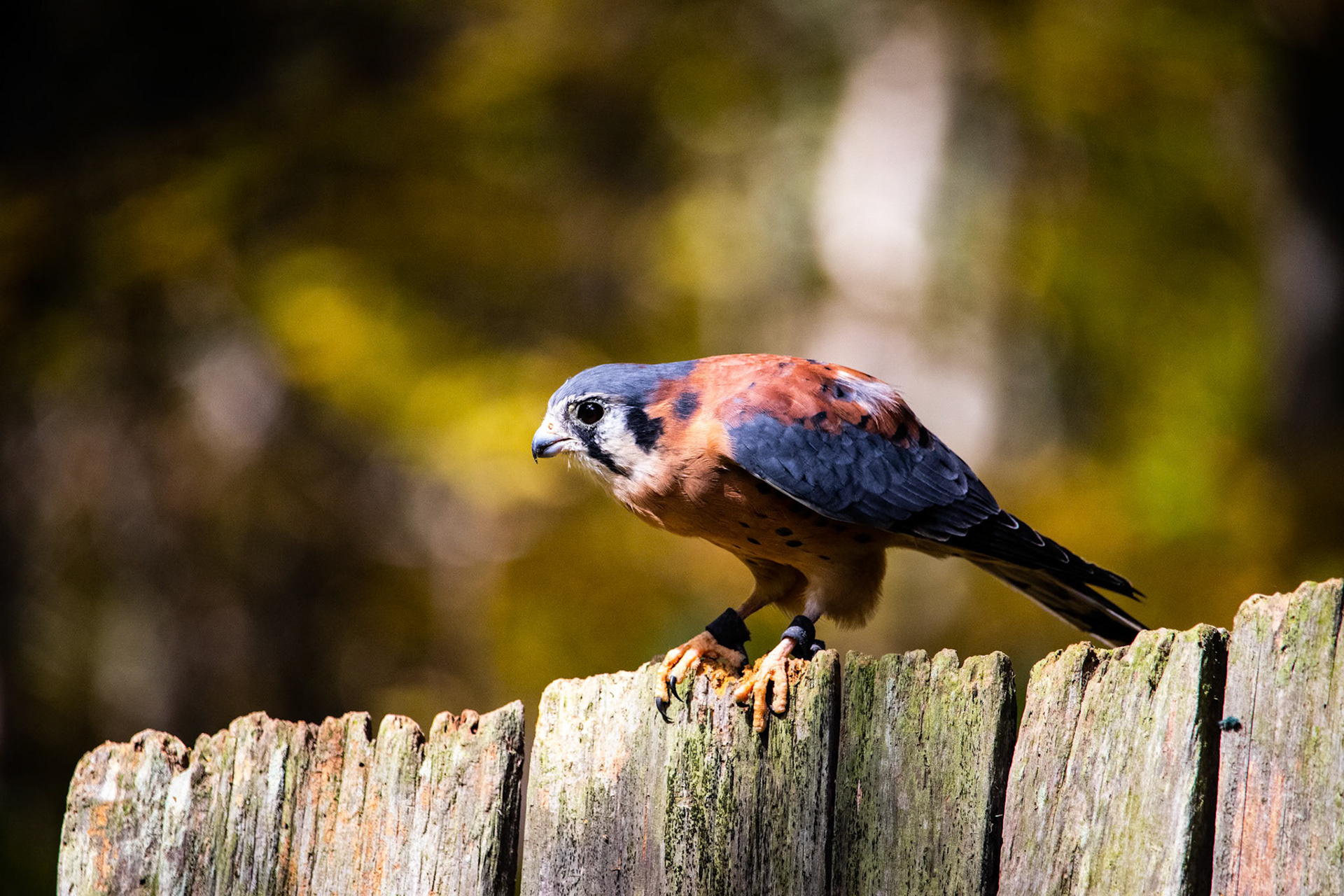 Gimli the American Kestrel from the Three Rivers Avian Center Photography Workshop in 2022. We got to see them feed this little guy. Amazing little birds.