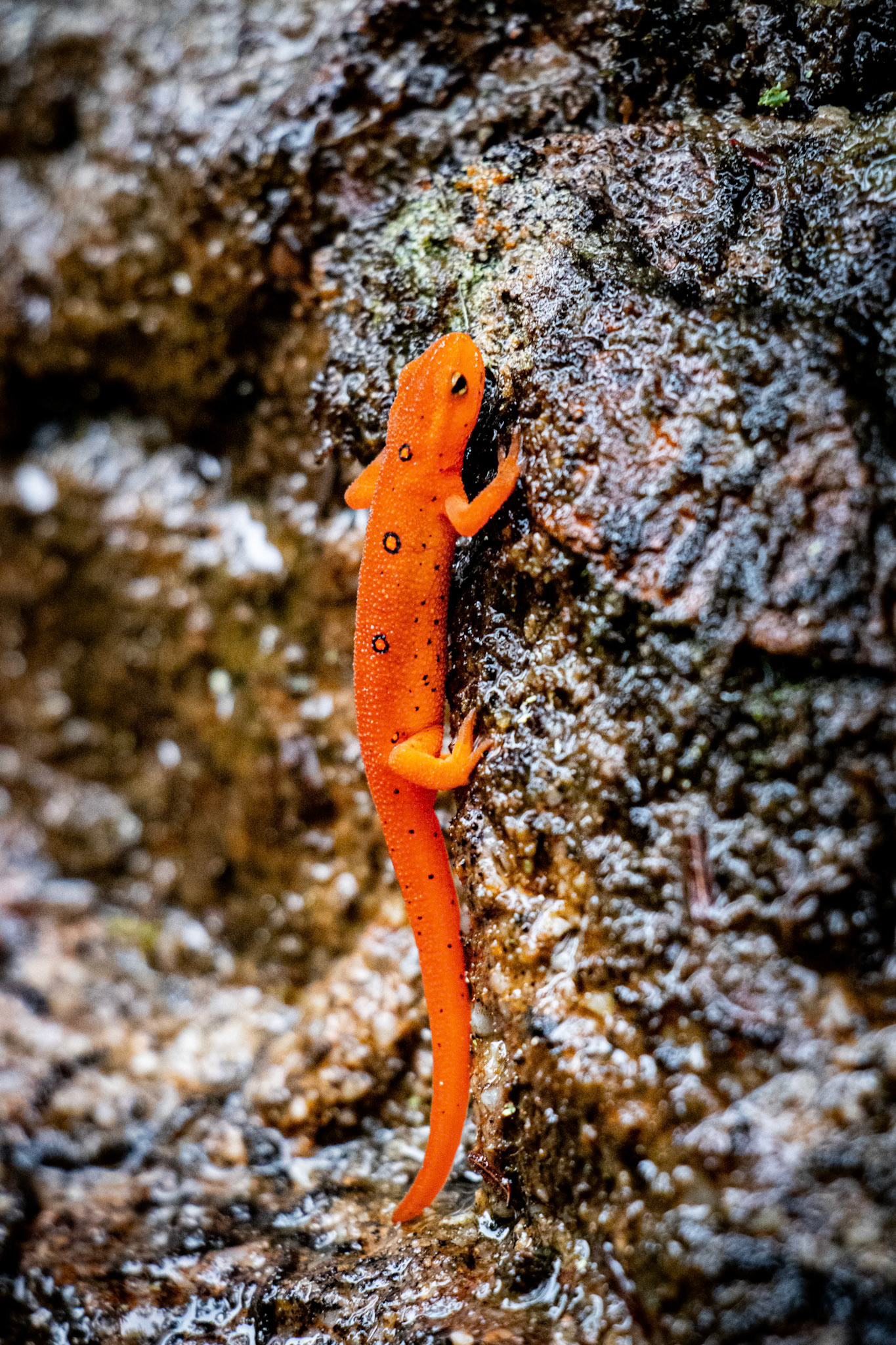 Eastern Newt spotted at Audra State Park on some wet rocks. Very vivid little dude.
