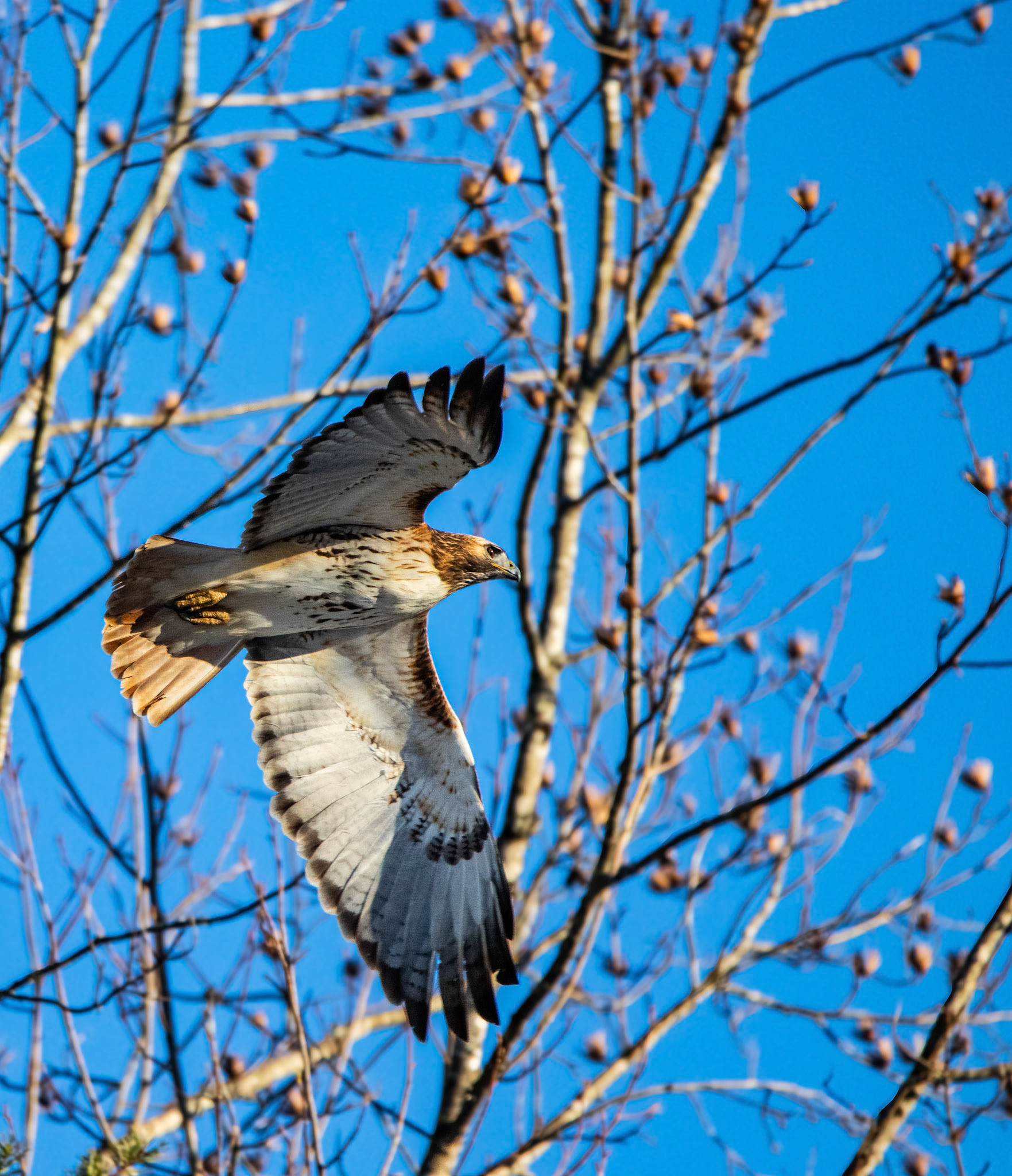 One of the better Red Tailed Hawk pictures I've gotten in flight.