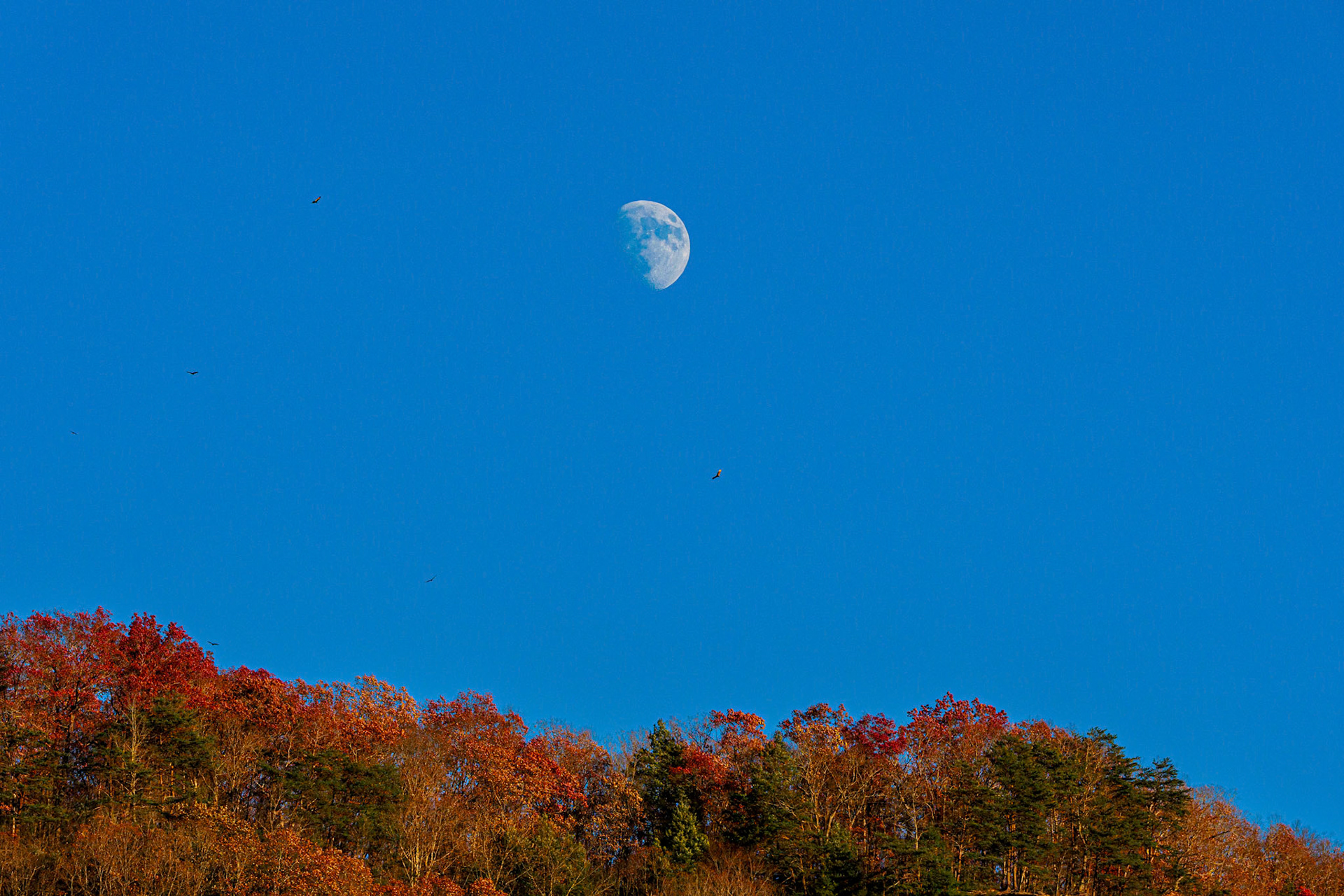 The moon with several vultures circling underneath. Taken from the Fayette Station Bridge in the New River Gorge.