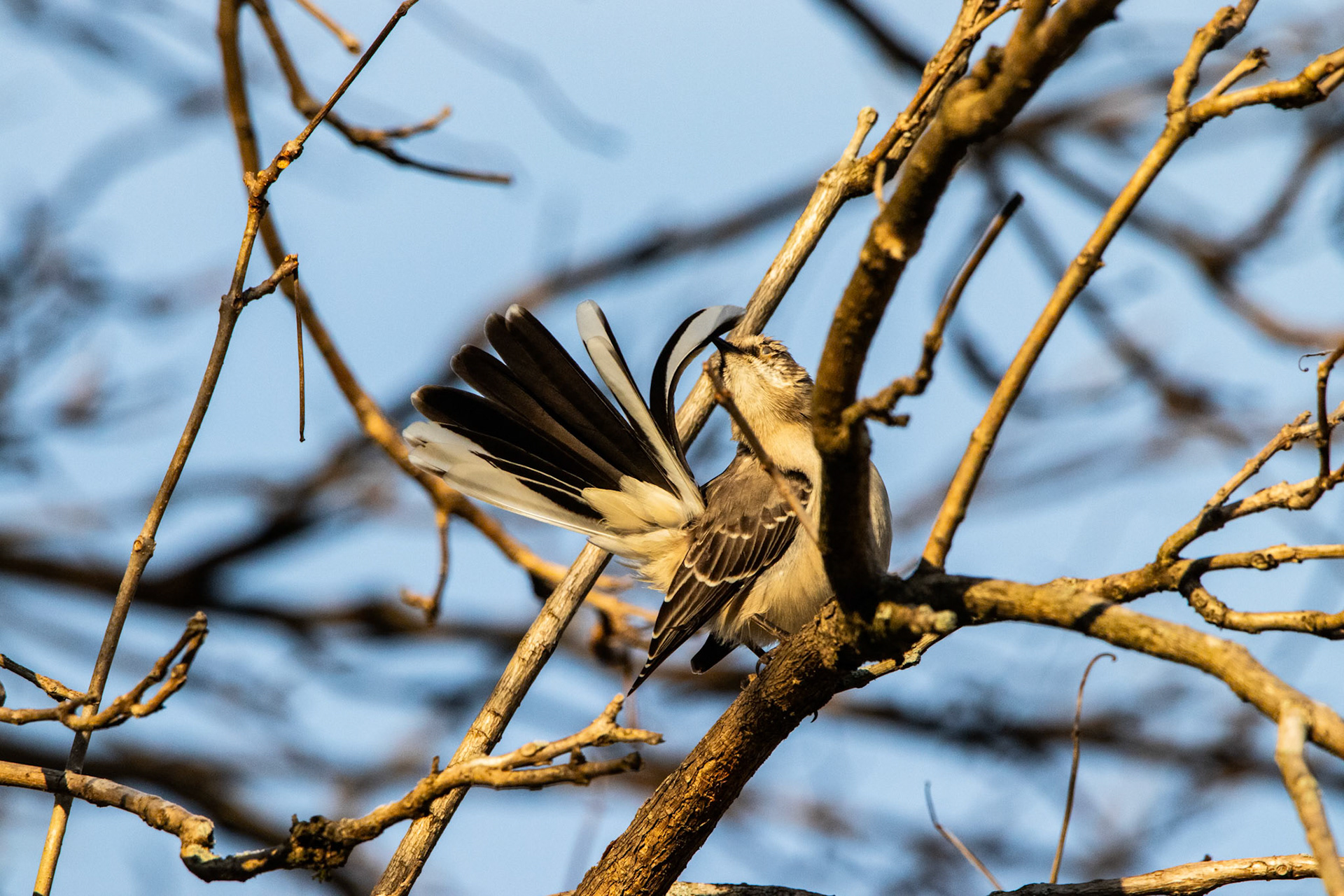 This Mockingbird was a pest but it did give me one of my favorite pictures by preening its tailfeathers in some great lighting.