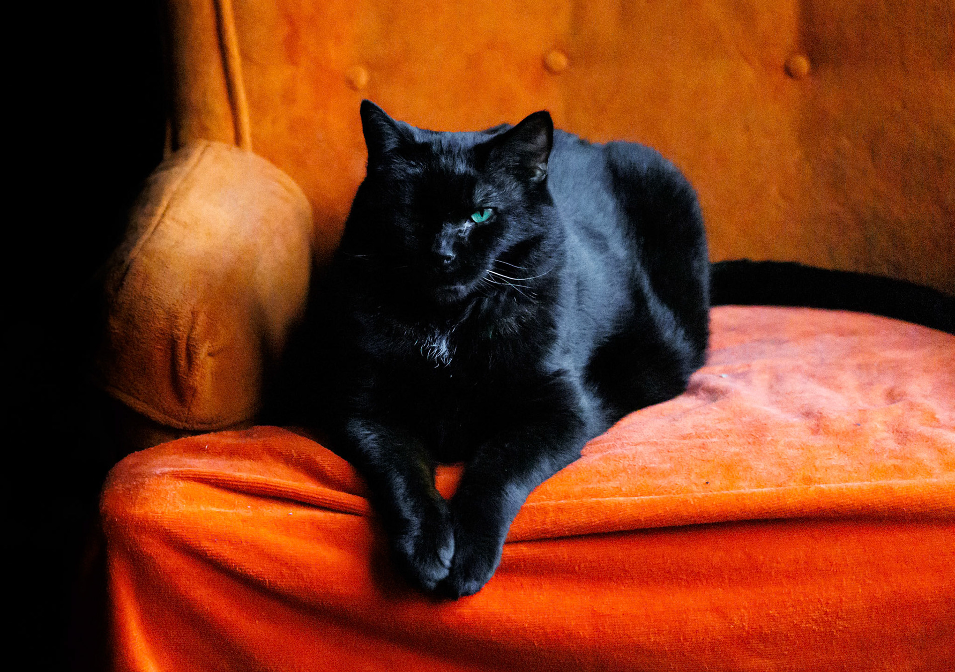 My buddy Vader. He's a good guy.