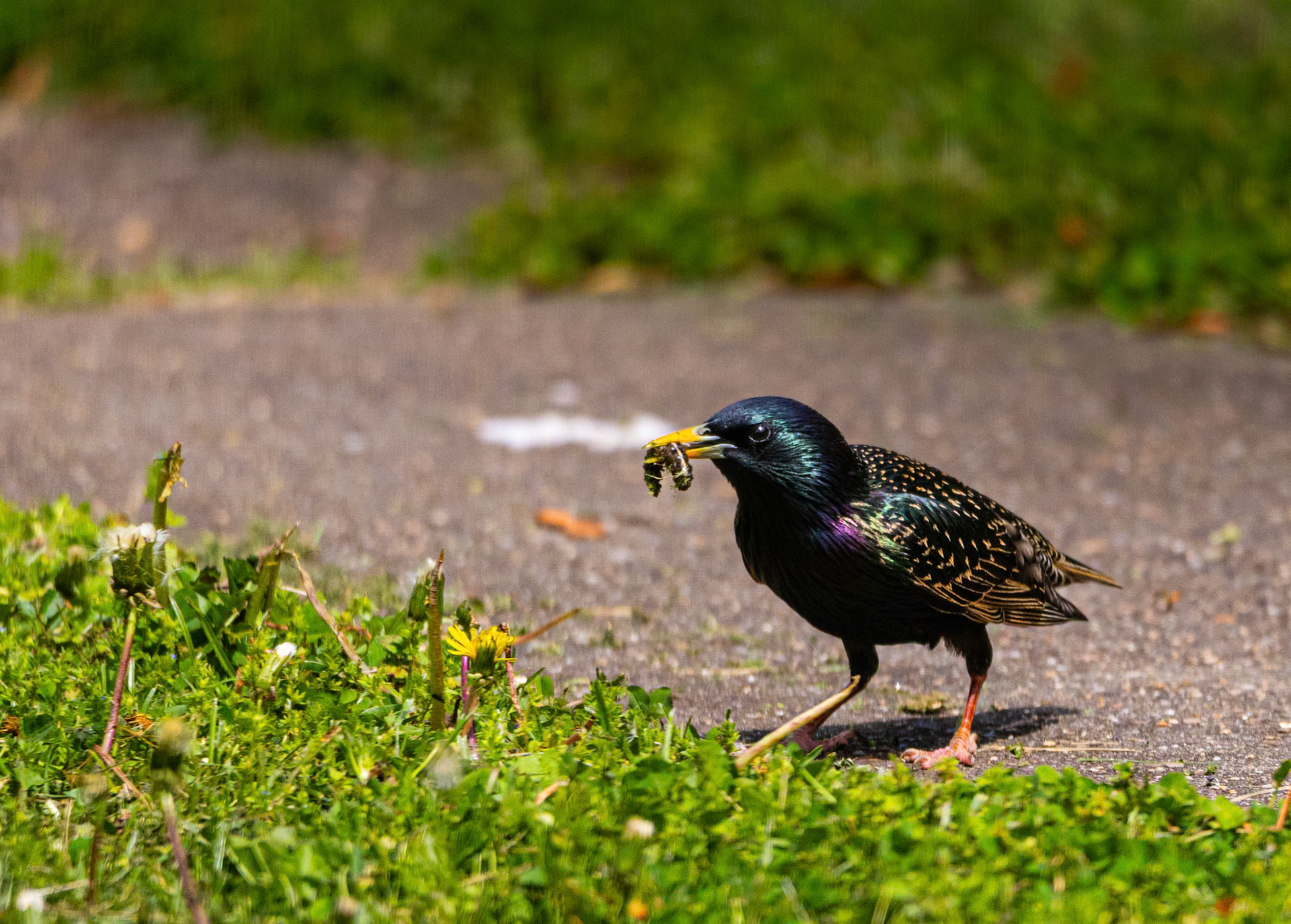 The coloration of these Starlings is so striking in the sun. This guy was pretty happy with its catch.