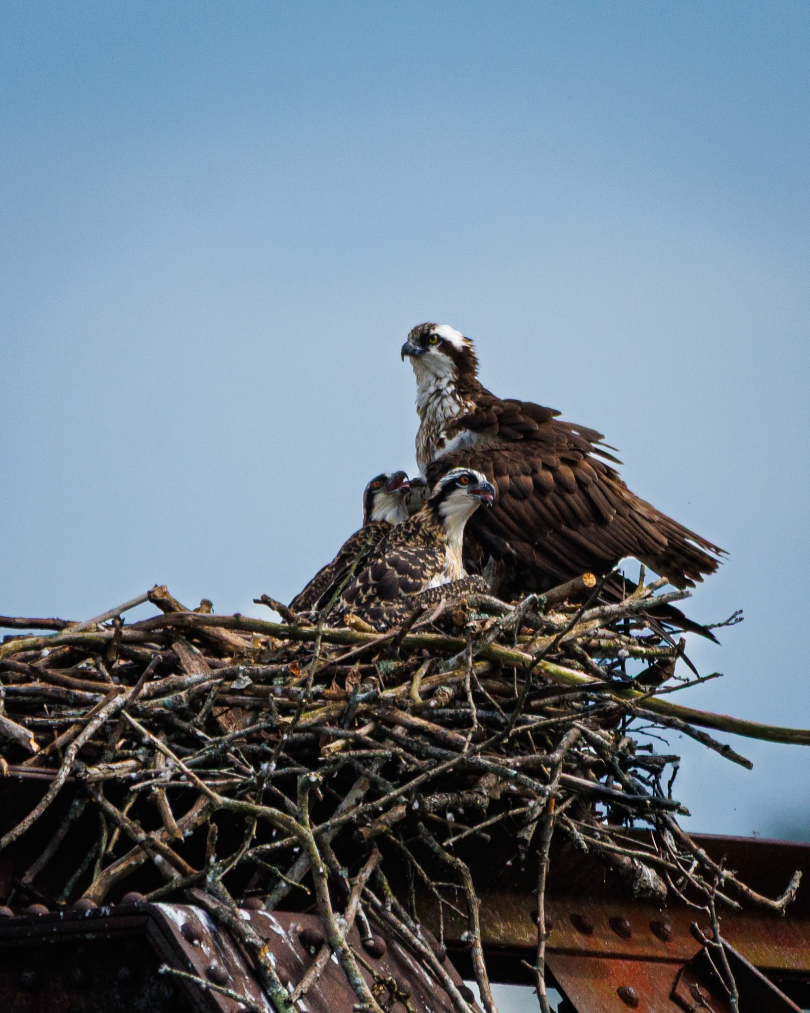 Osprey on the rail bridge at Gauley Bridge with two babies!