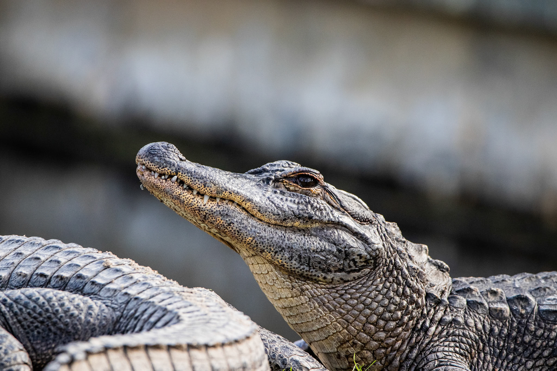 A young gator sunning at Alligator Adventure, Myrtle Beach SC.