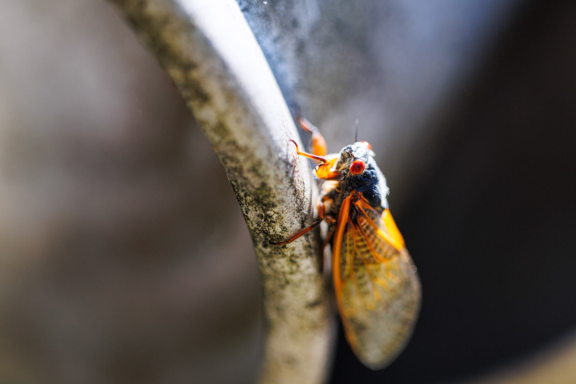 Crazy cicada swarms this year. This guy was at Hillbilly Hotdogs in Lesage, WV.