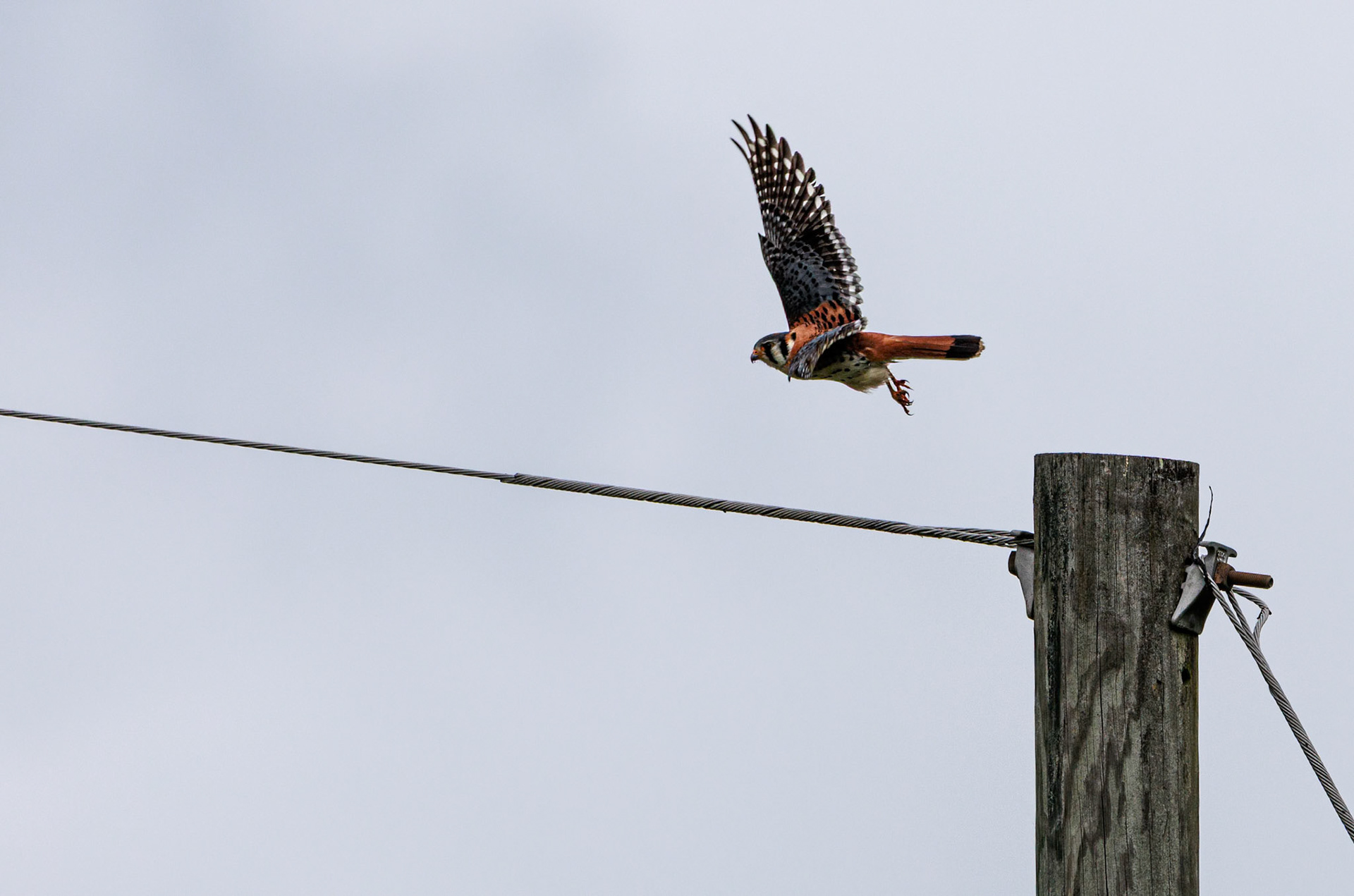 I finally started getting some decent pictures of our American Kestrel friend. Such a cool little guy.
