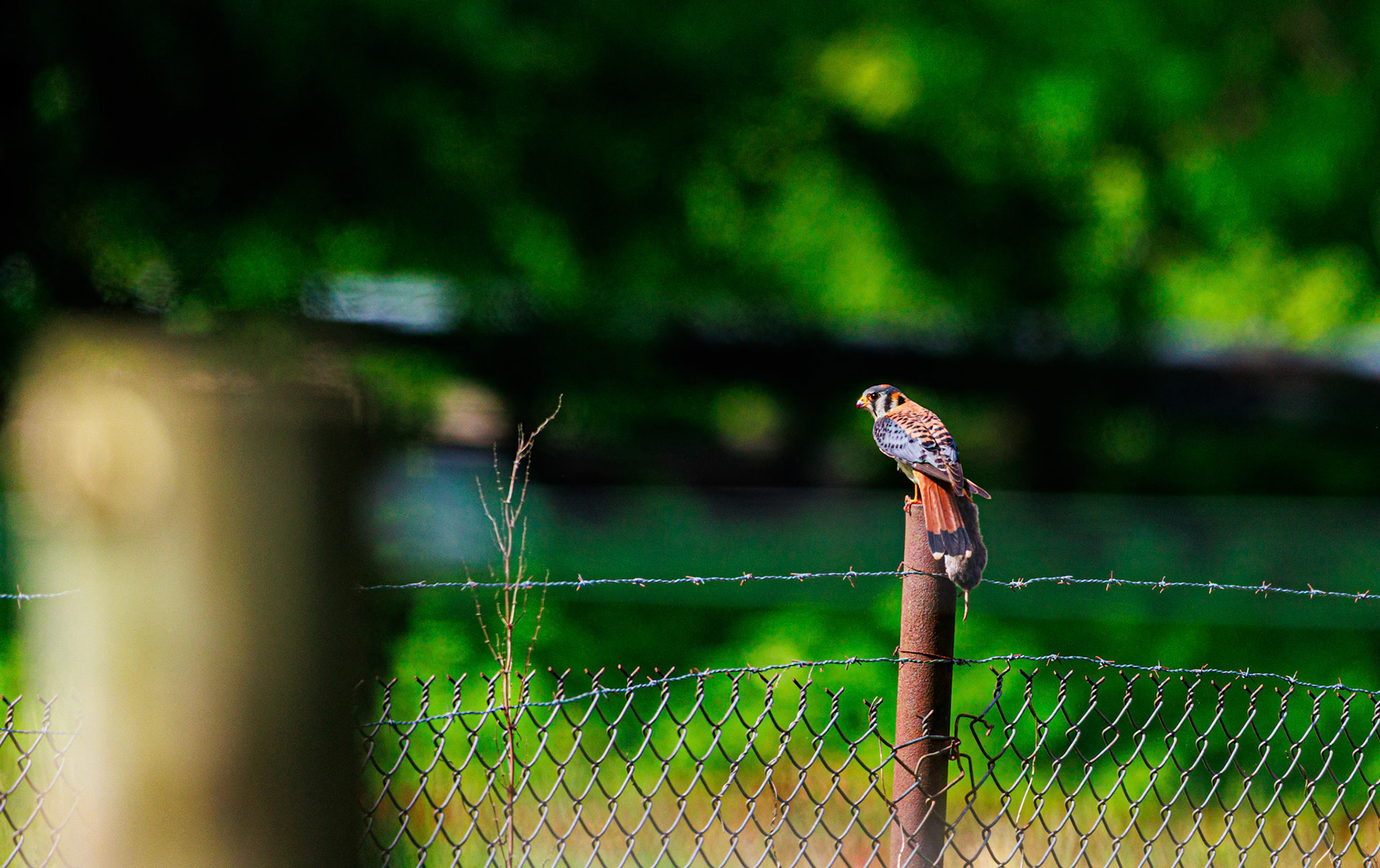 Our American Kestrel caught a mouse, you can see it just under it's tail feathers. Thanks buddy!