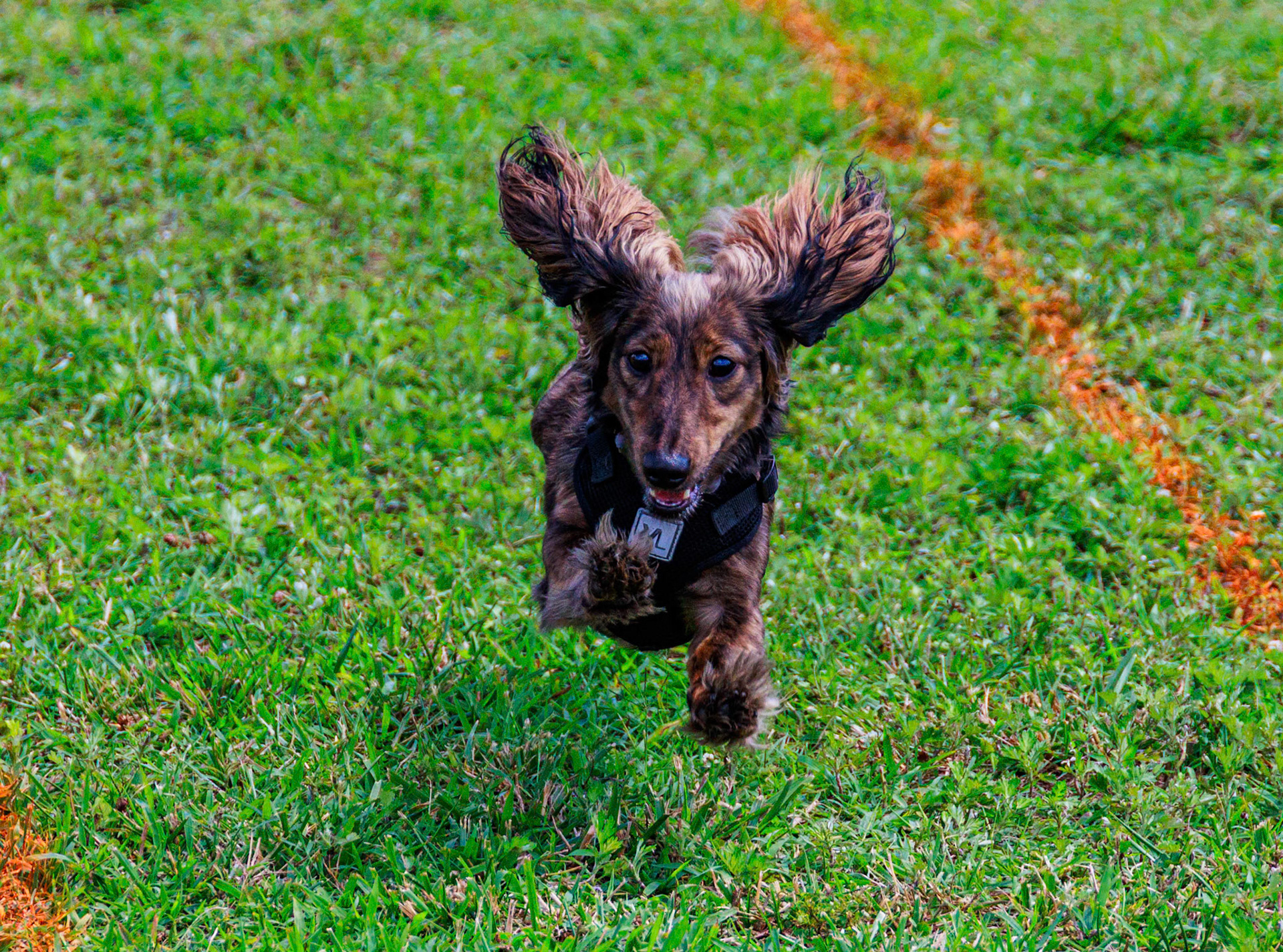 weenie dog races, Regatta 2024