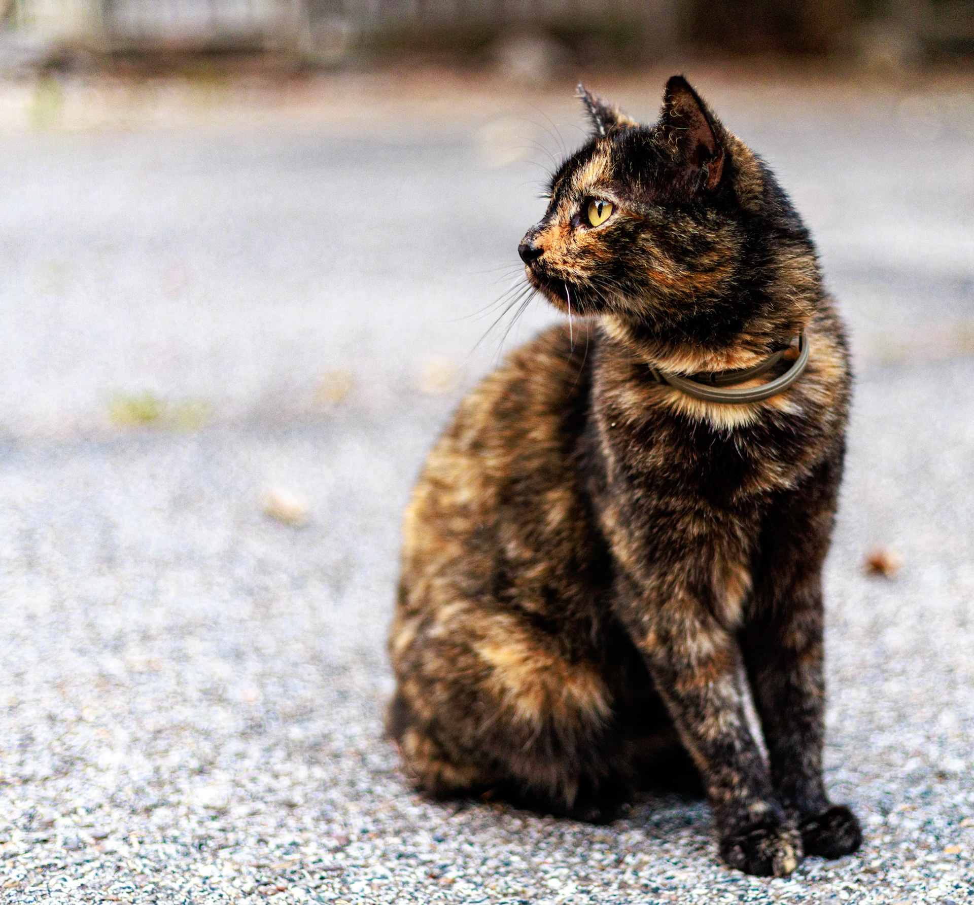 My family's pretty little cat, Joy.