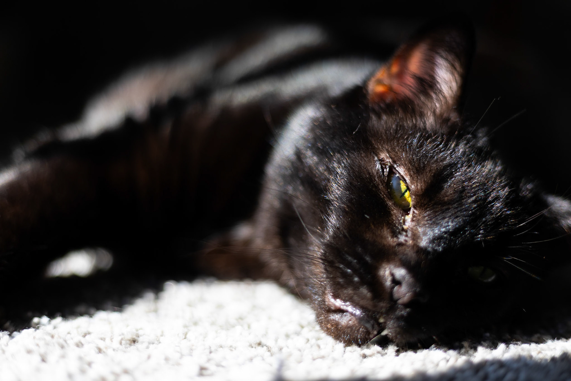 Vader again, charging up in the sun.