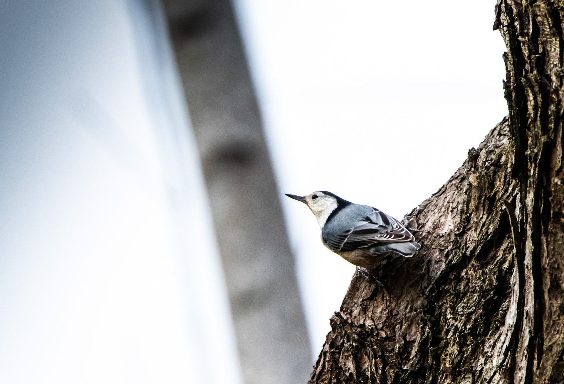 We see this White-Breasted Nuthatch around fairly regularly. They're funny to watch hop around the trees, usually hopping sideways several inches at a time.