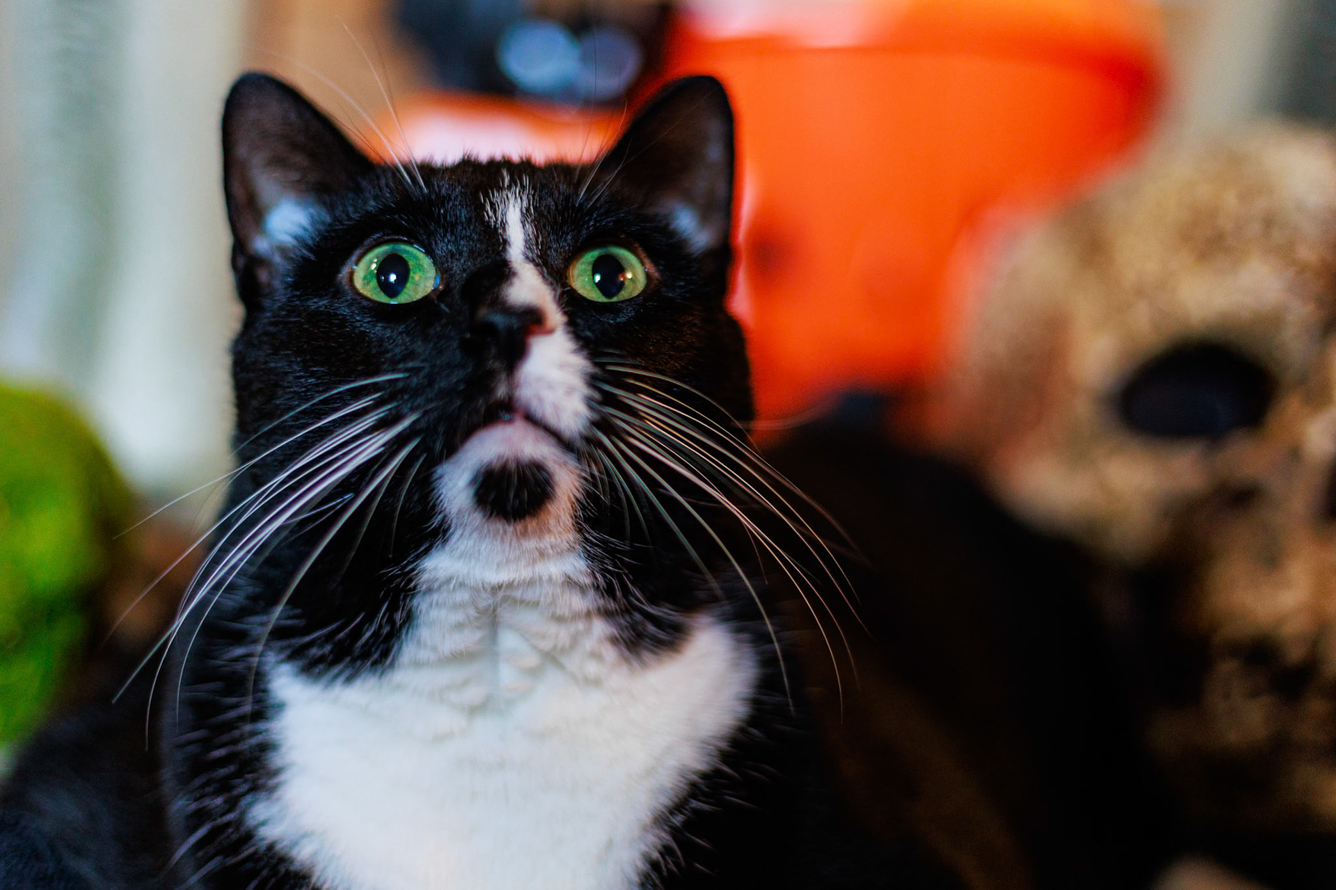 The big boy Rufus. 23 solid pounds of nervous goofiness.