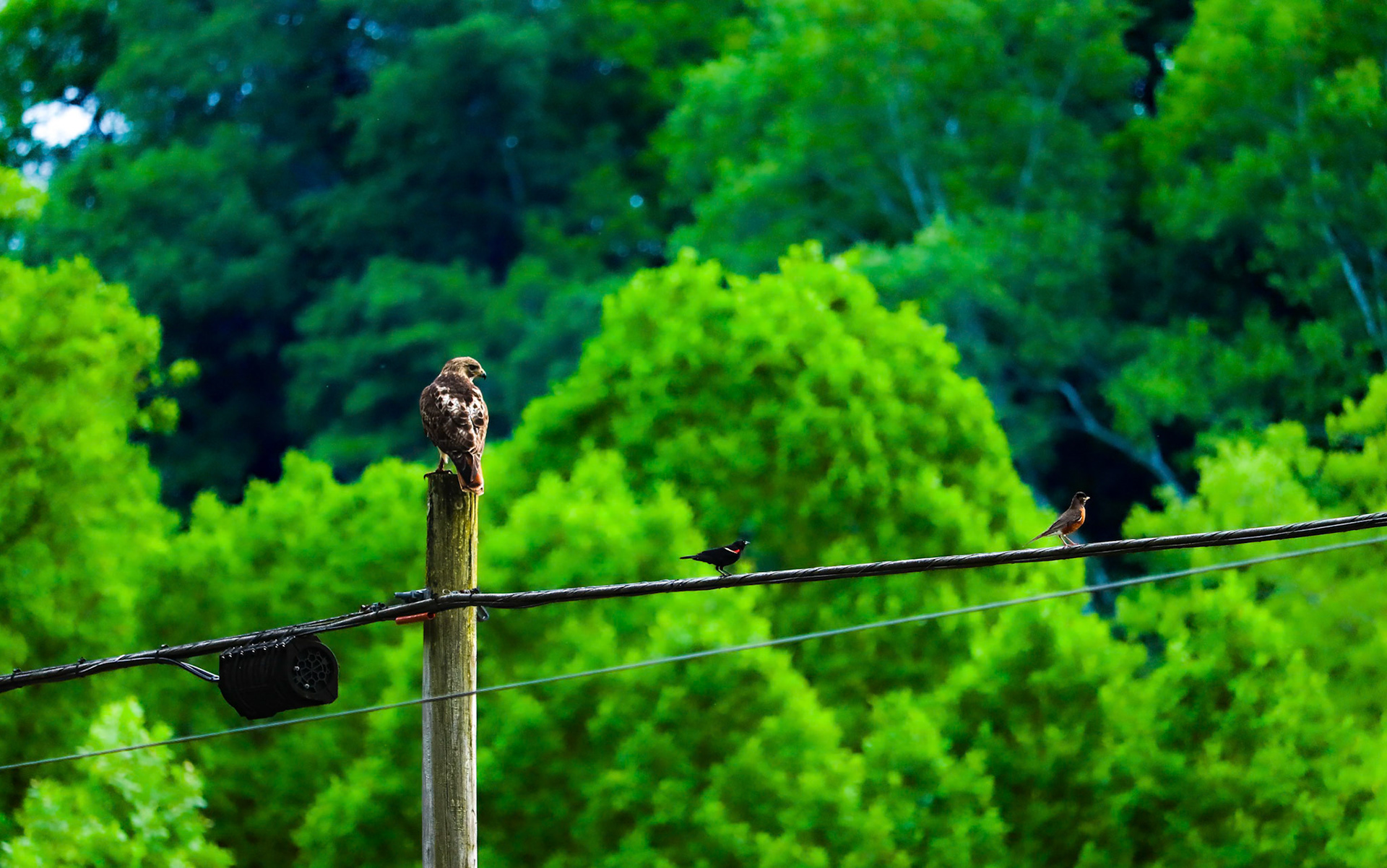 These first two pictures are what sparked my interest in bird photography. The Red Tailed Hawk, Red Winged Blackbird, and Robin all hung around just long enough for me to get this picture and I loved how it turned out.