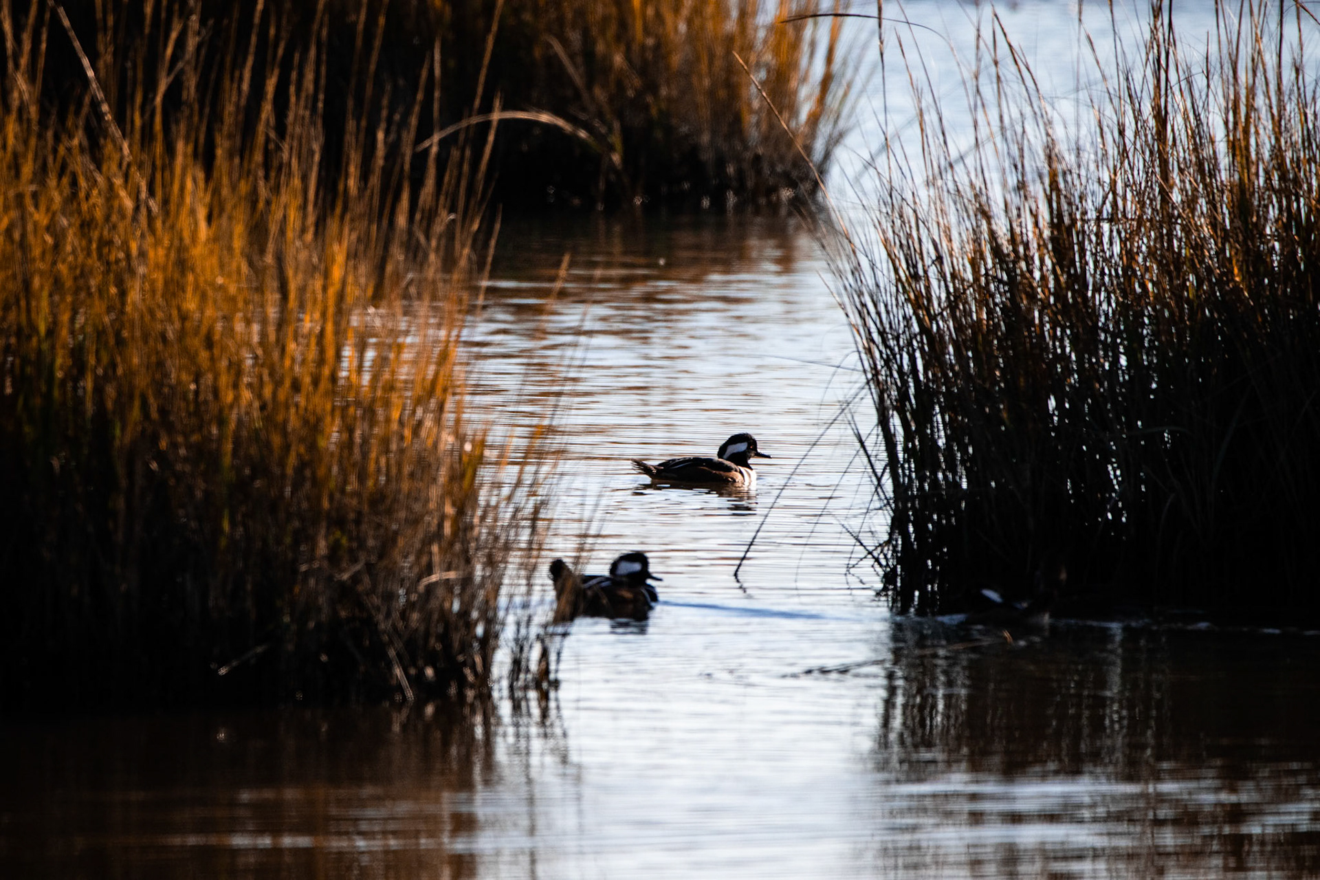 I believe these are Hooded Mergansers. Cool and odd looking little ducks. I loved the light in this picture.