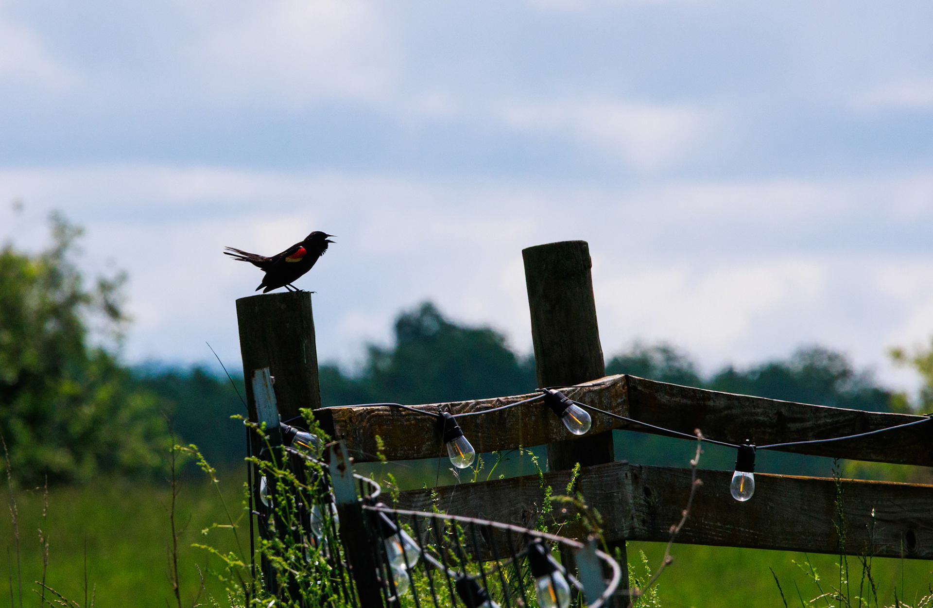 Red Winged Blackbird at Hawk Knob Cidery in Lewisburg, WV
