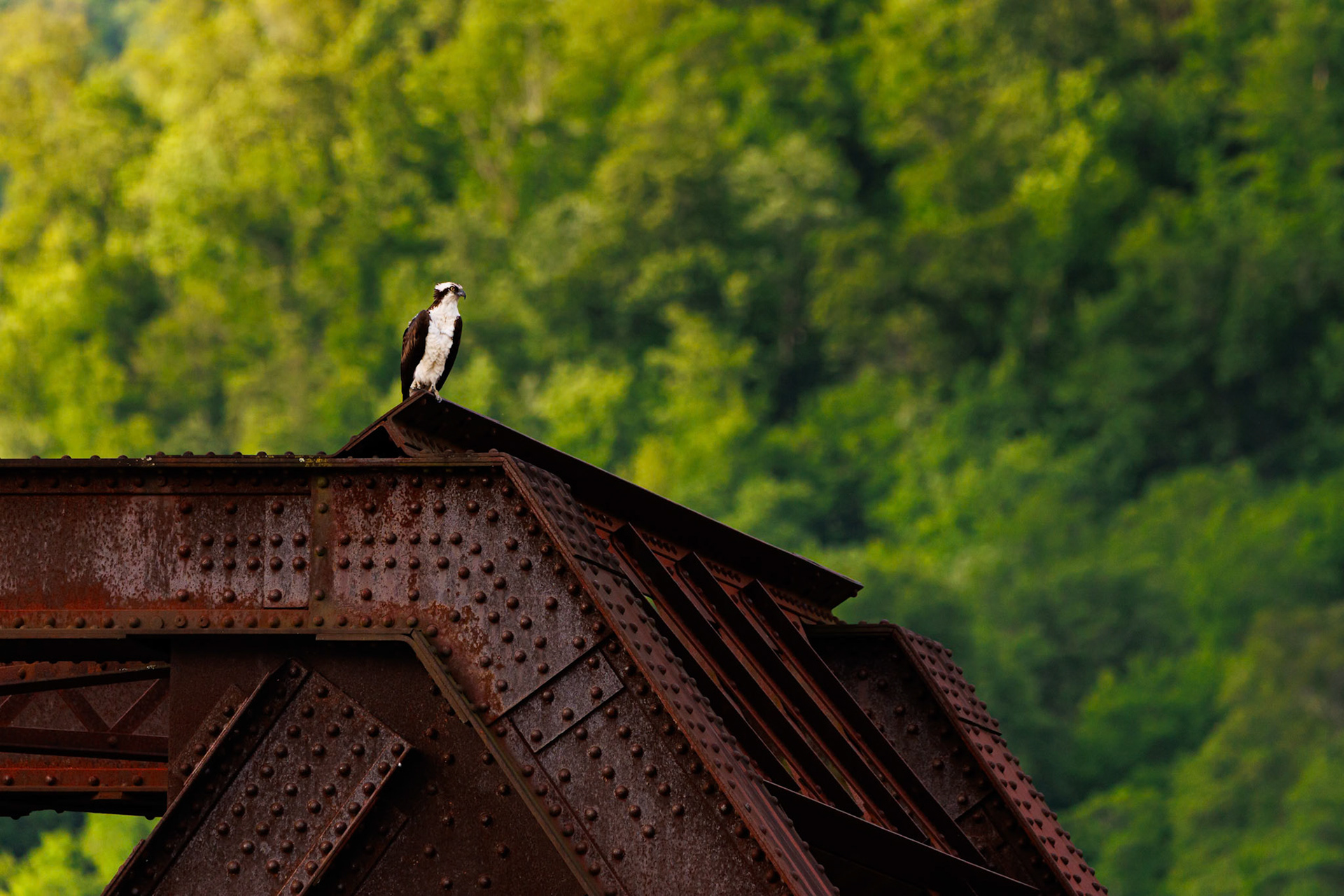 Osprey on the rail bridge at Gauley Bridge