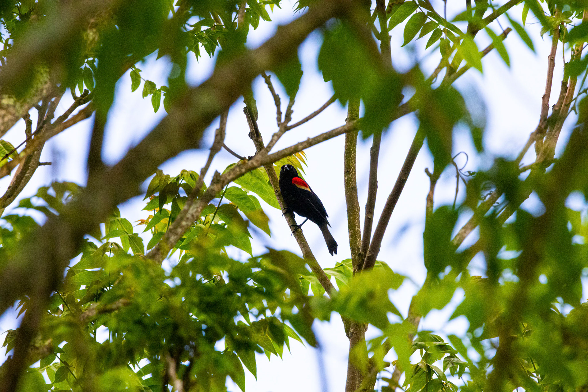 Red Winged Blackbird at Hawk Knob Cidery in Lewisburg, WV
