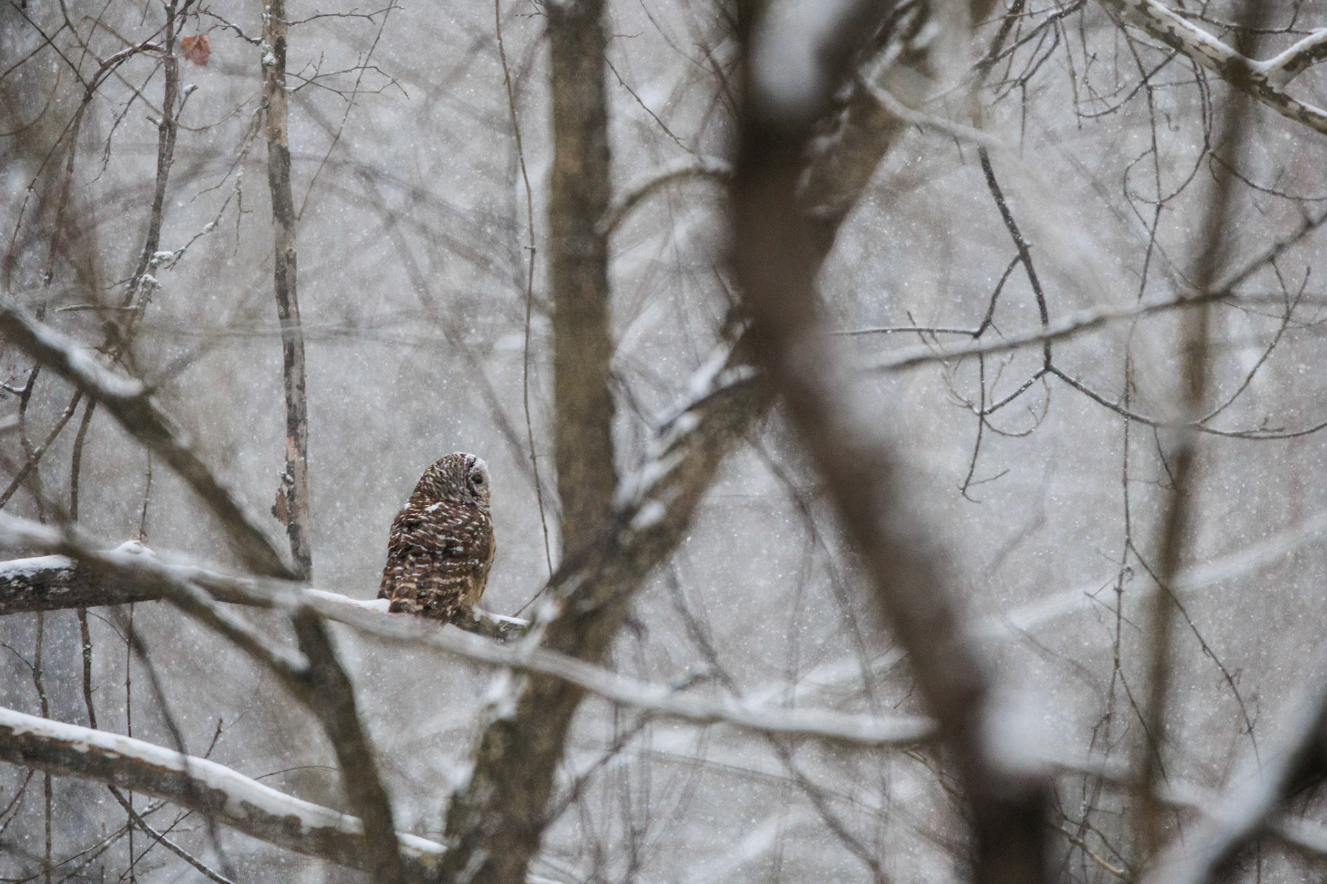 My first wild owl! We'd heard this Barred Owl behind our house for months, but this snowstorm brought it out for me to grab a couple shots of. Super happy with these shots.