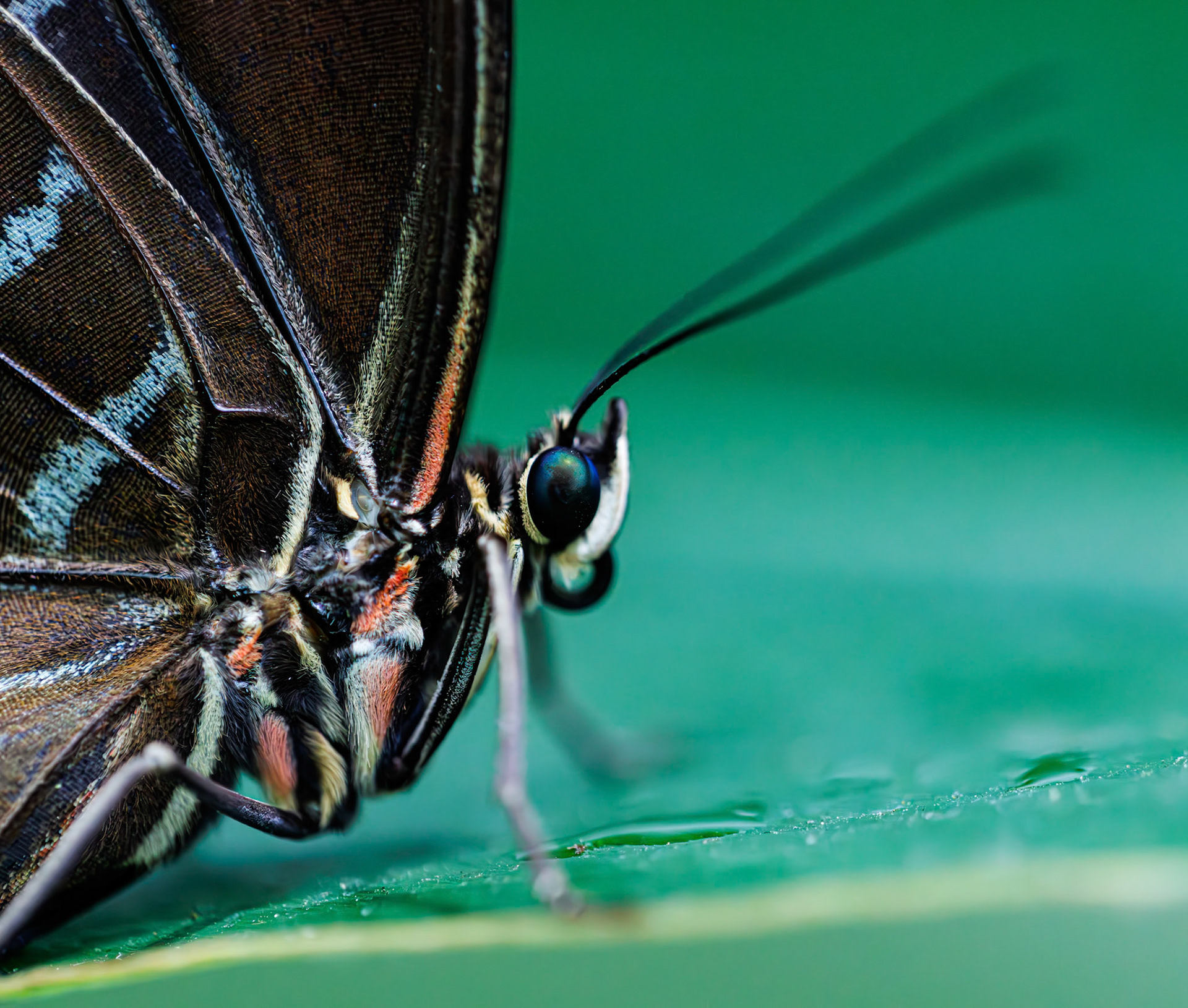Franklin Park Conservatory Blooms and Butterflies exhibit, 2025