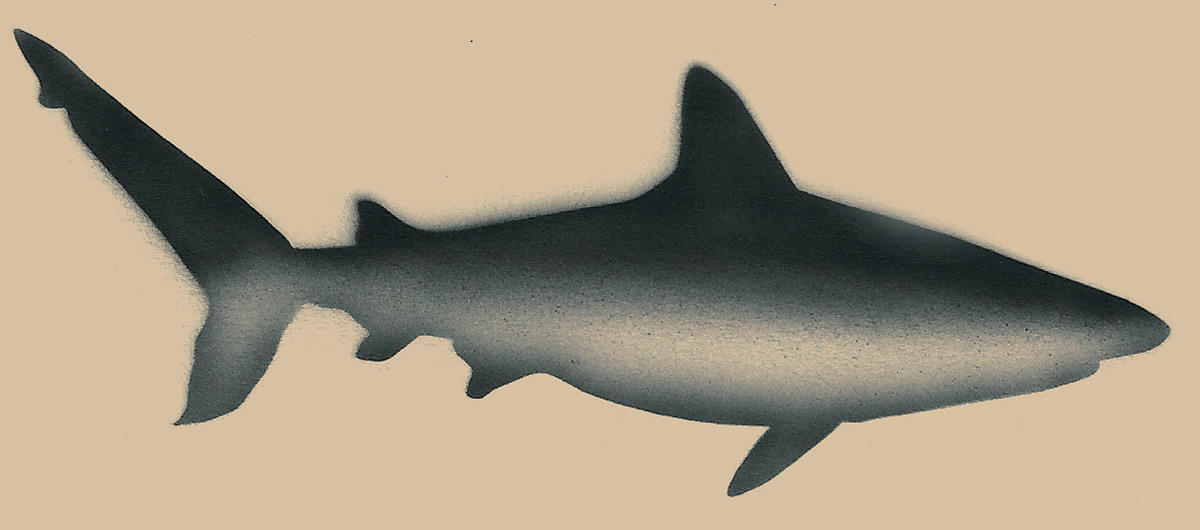 Shark Silhouette