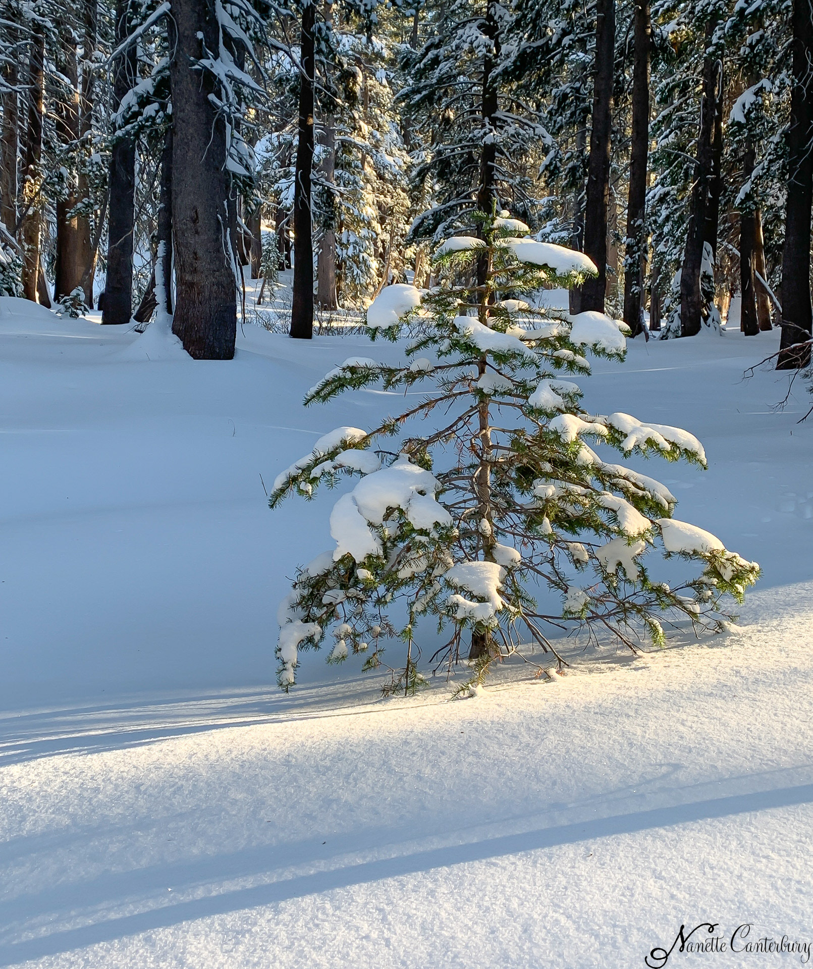 Snowshoe to Woods Lake