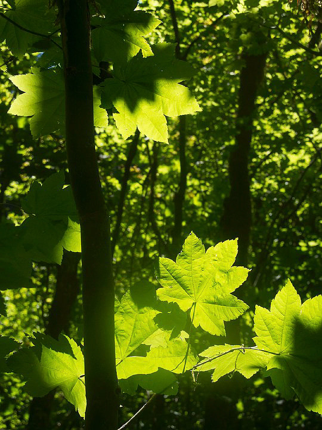 US 2013 Nature-3695