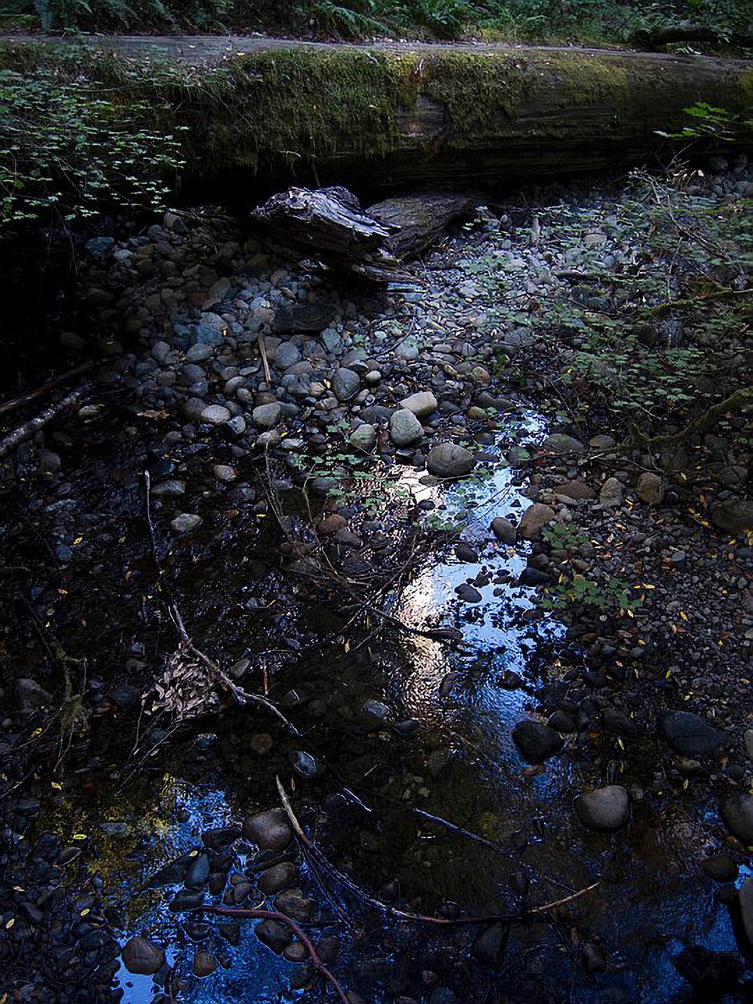 US 2013 Nature-4929