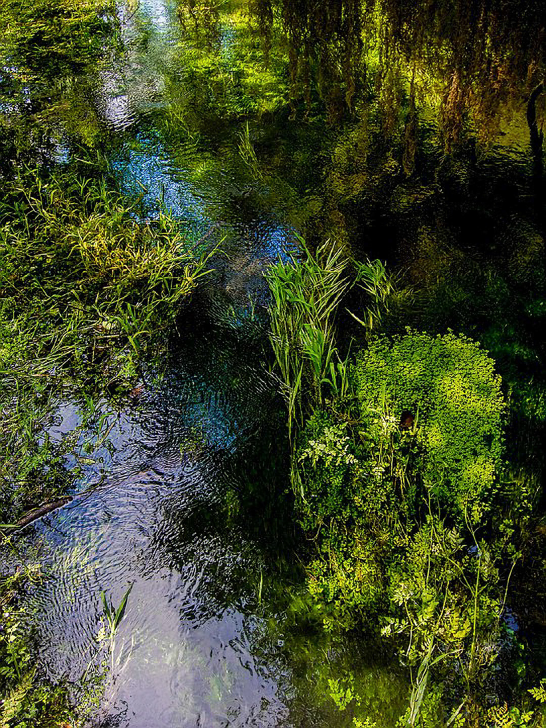 US 2013 Nature--4