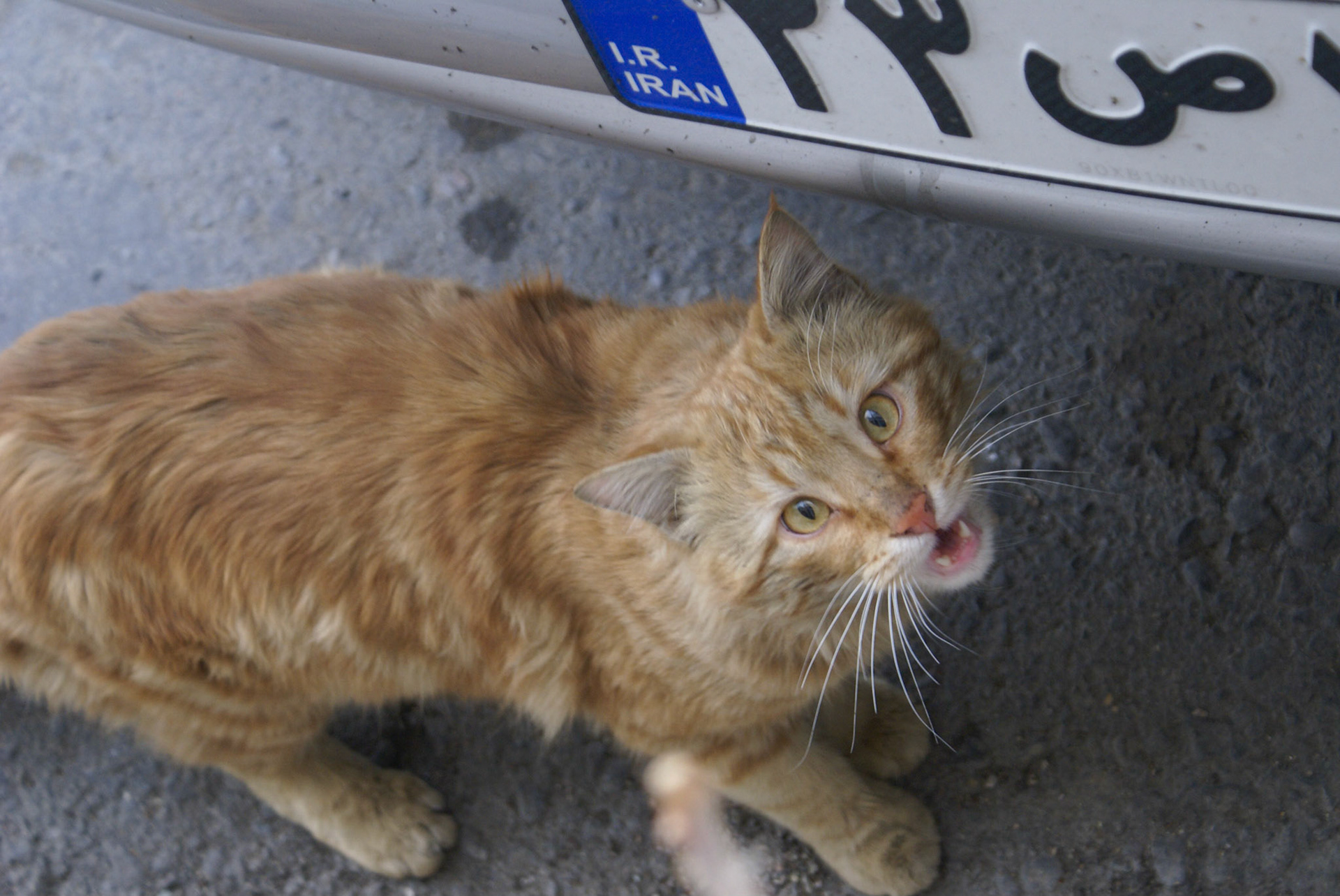 SONY DSC