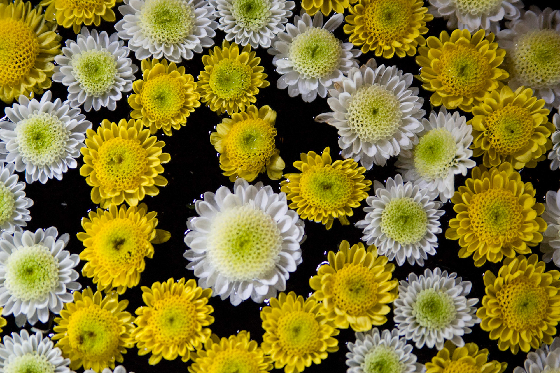 Flowers 3 HS4B4072-Edit