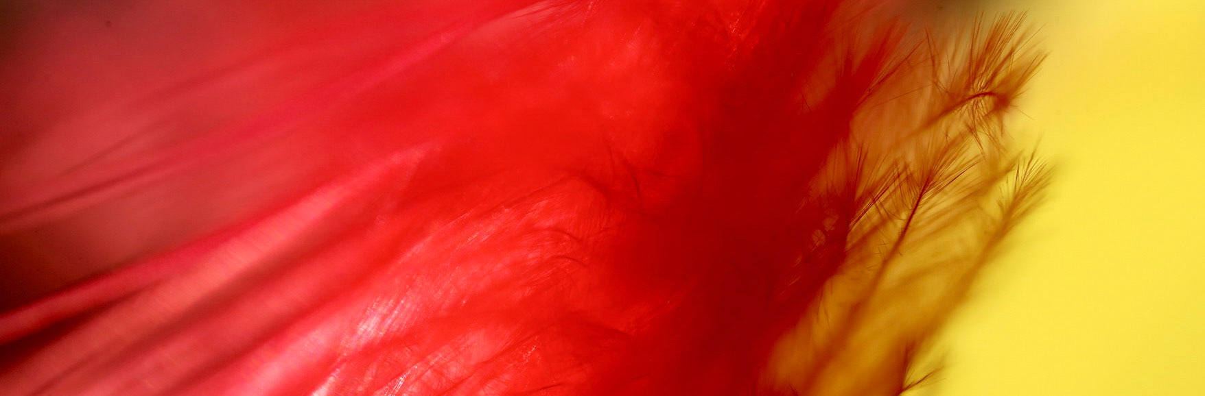 Feathers B 17 PAN